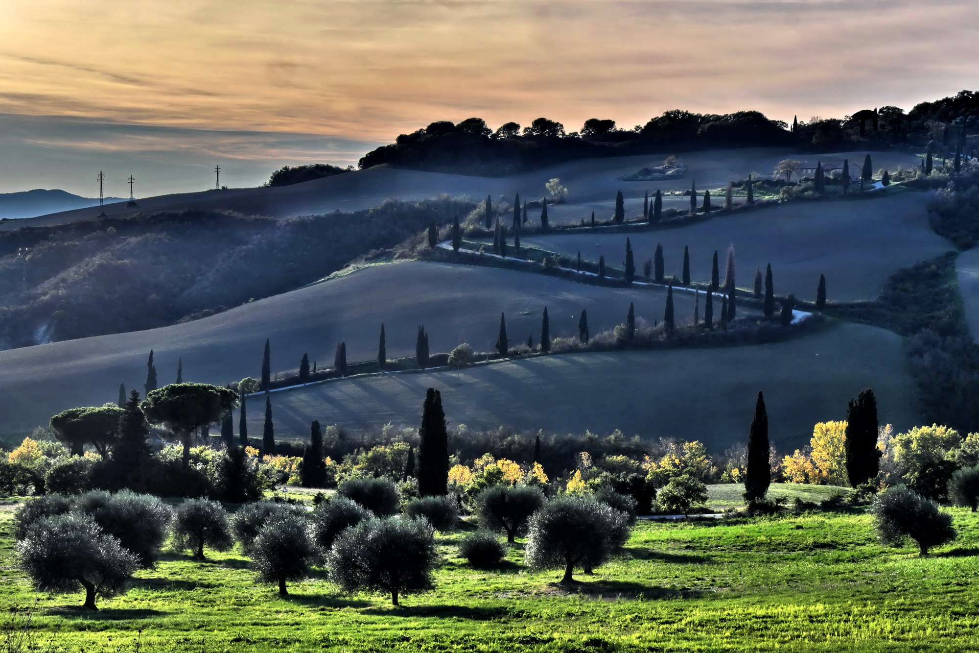 cipressi