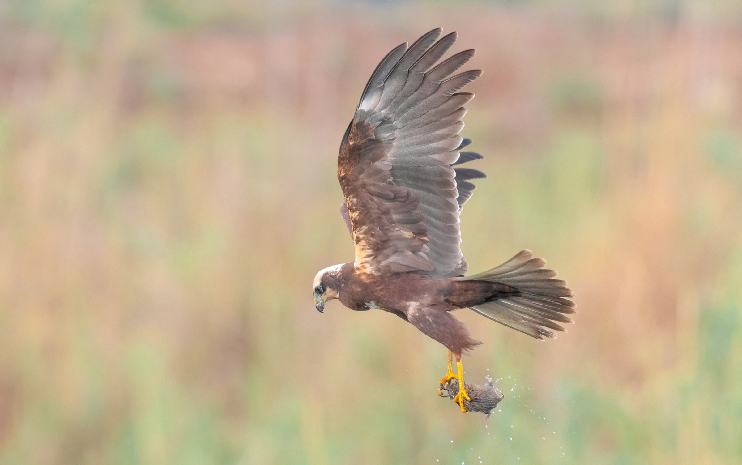 marsh harrier