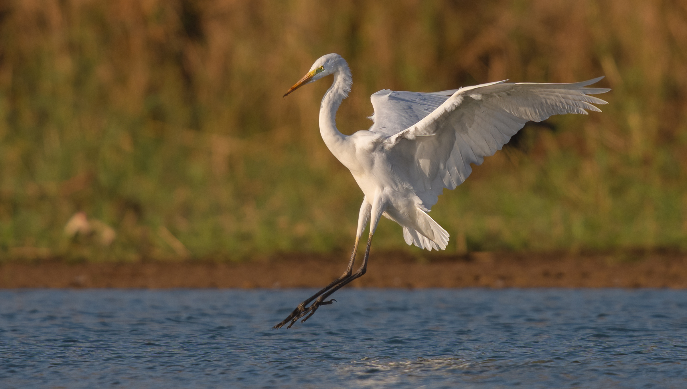 Airone bianco maggiore