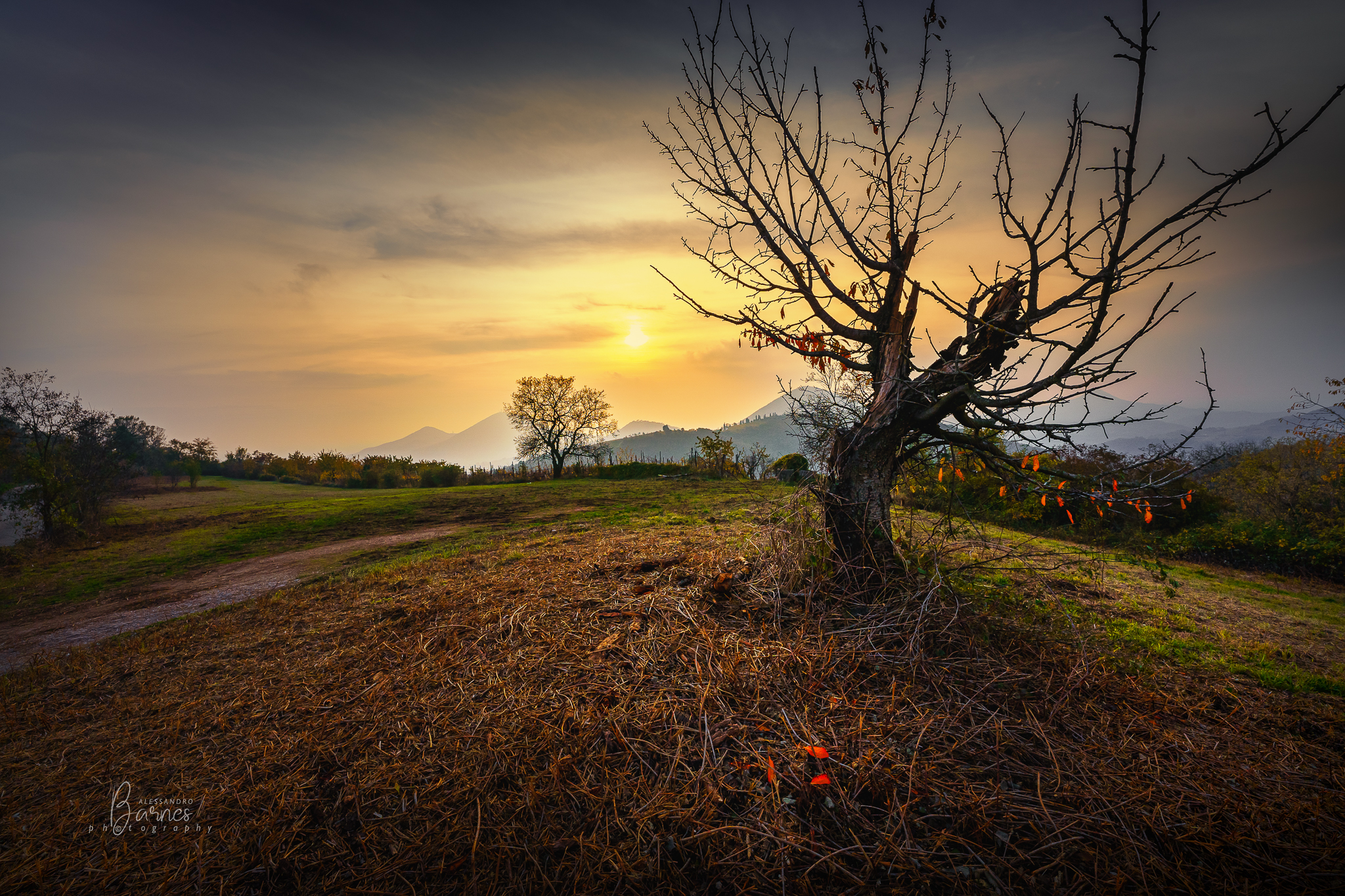 Last leaves on the branches