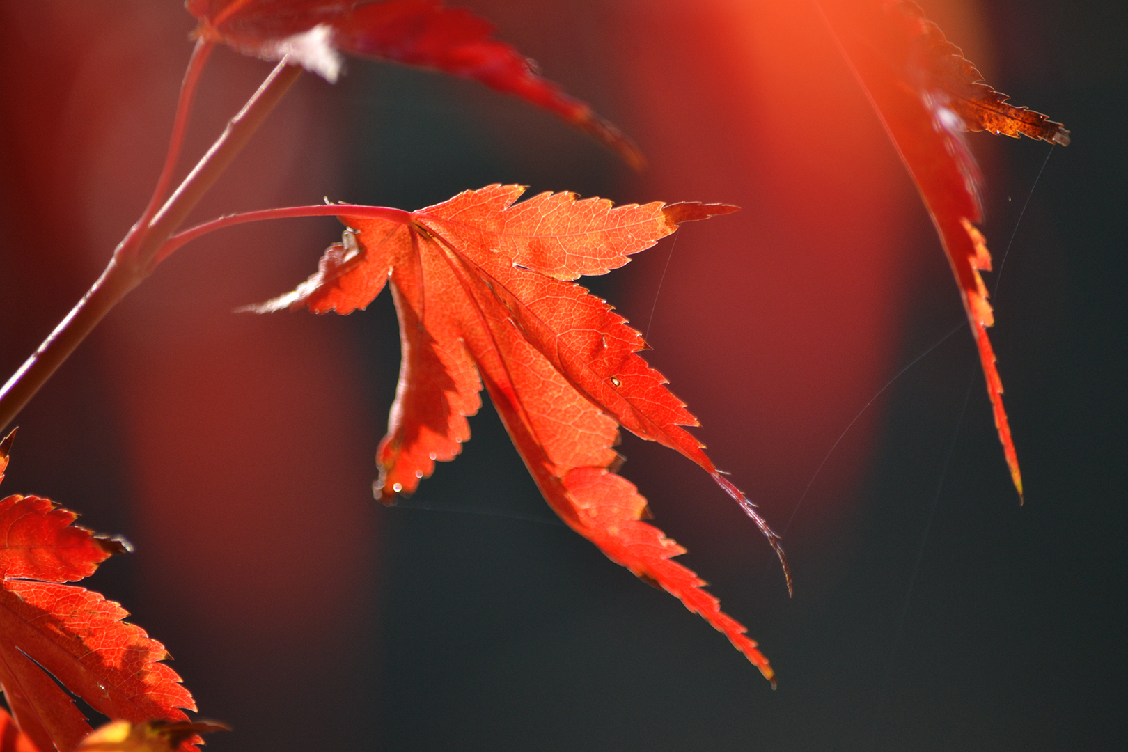 Red Autumn