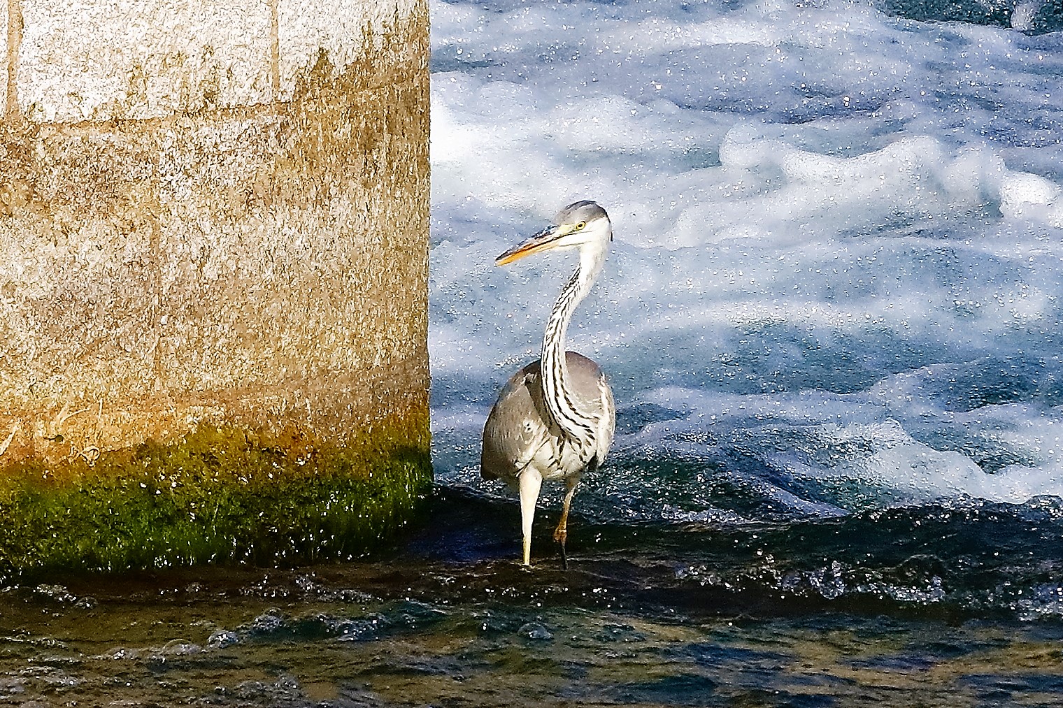 Cenerino 19 ottobre 2022