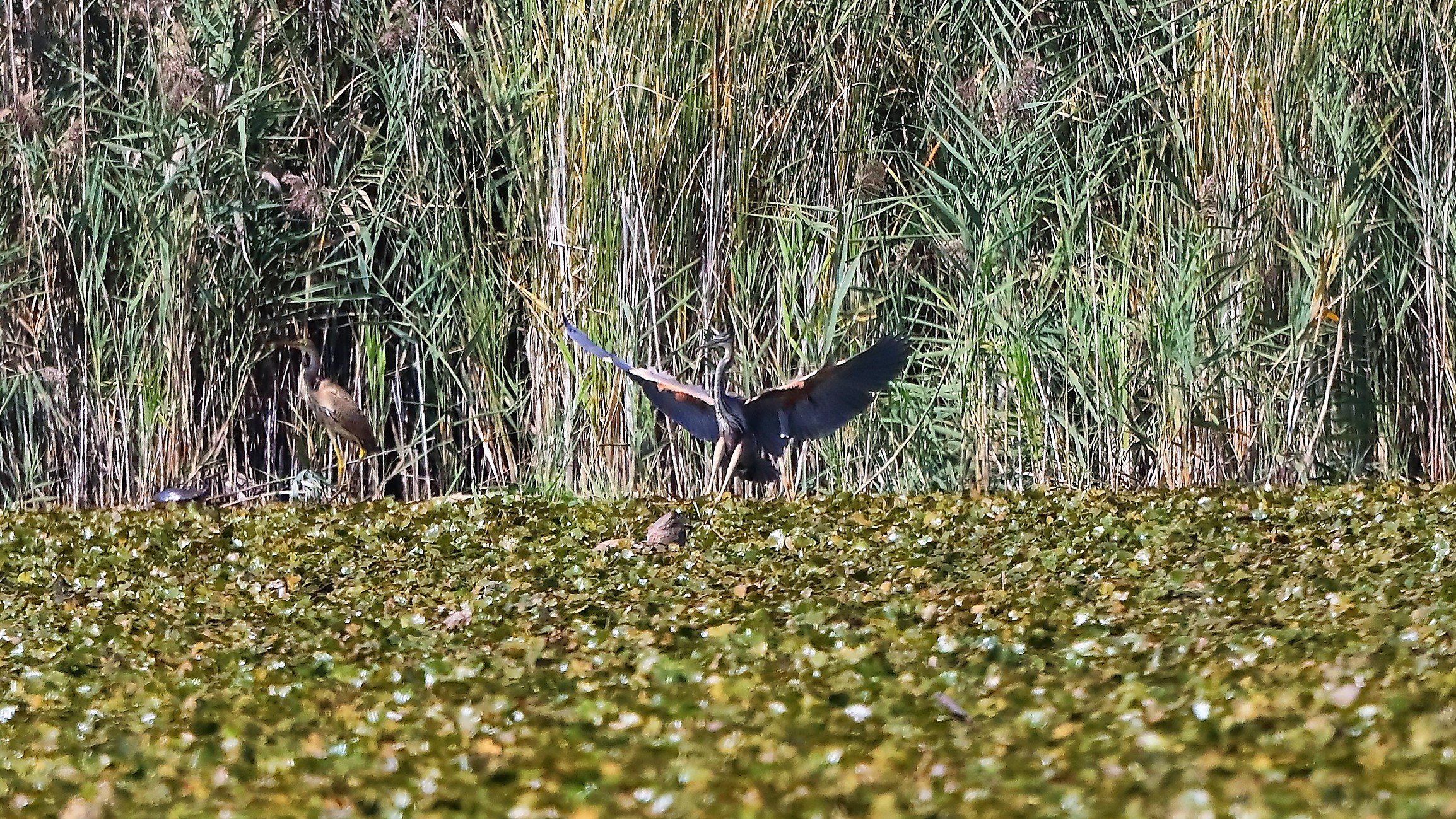 Airone rosso 12-09-2022