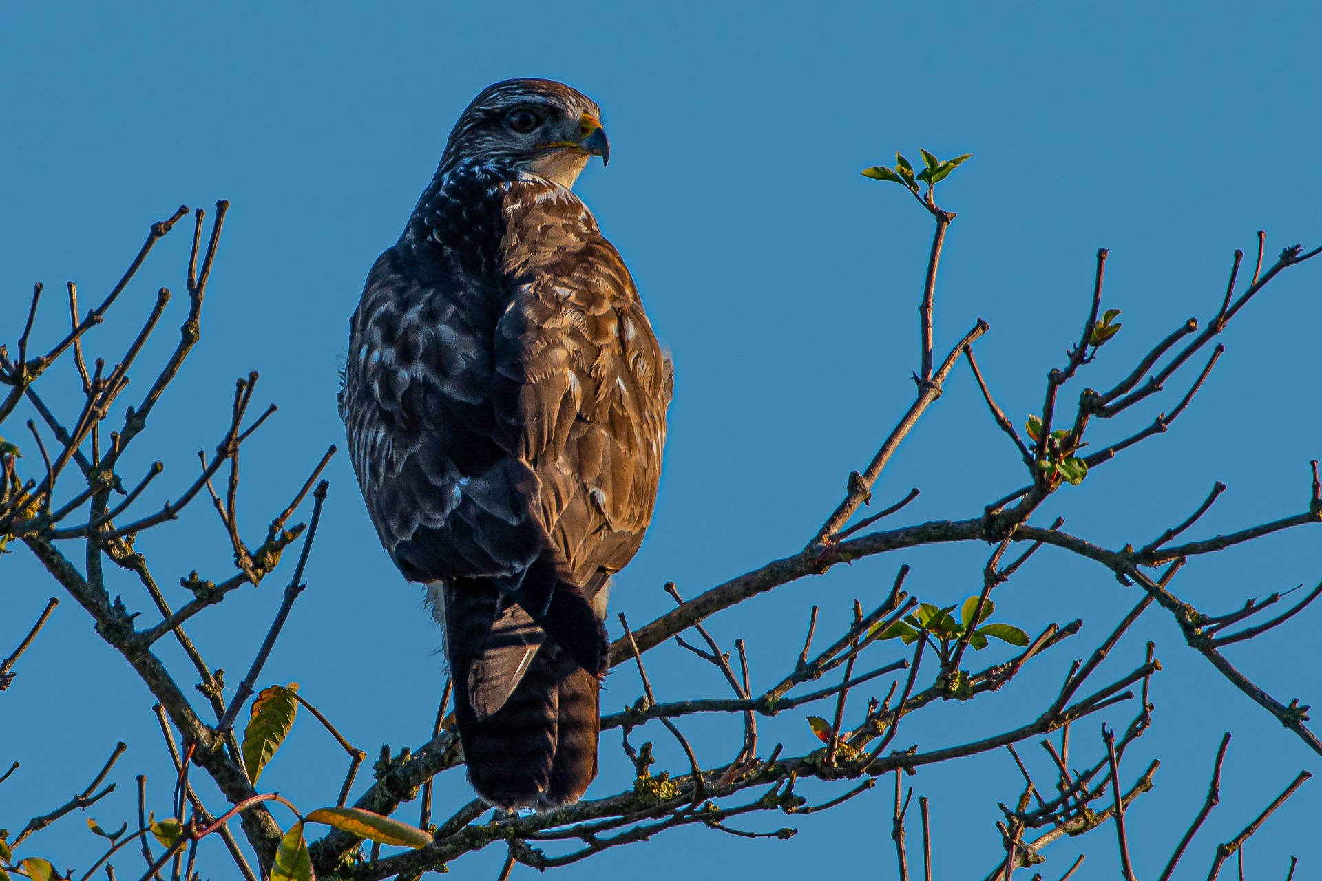 buzzard