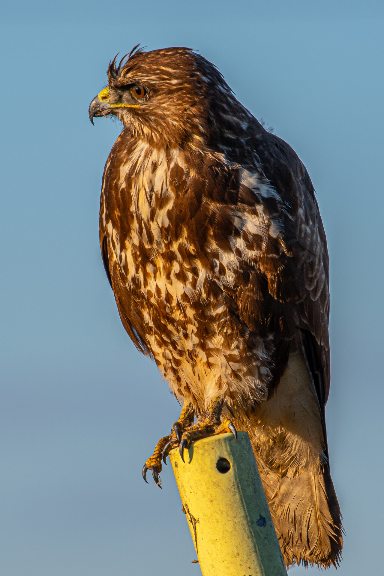 buzzard