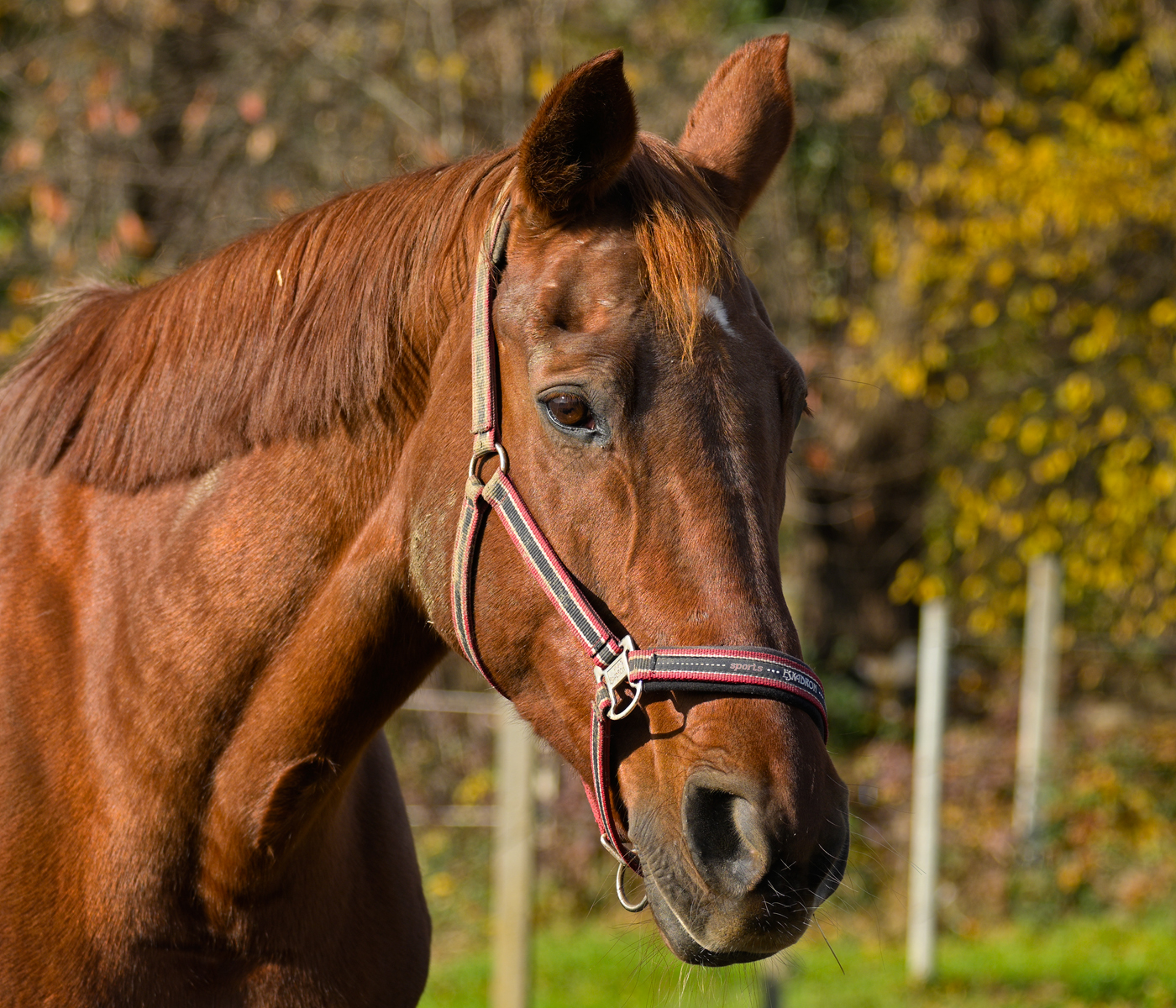 Ritratto del cavallo
