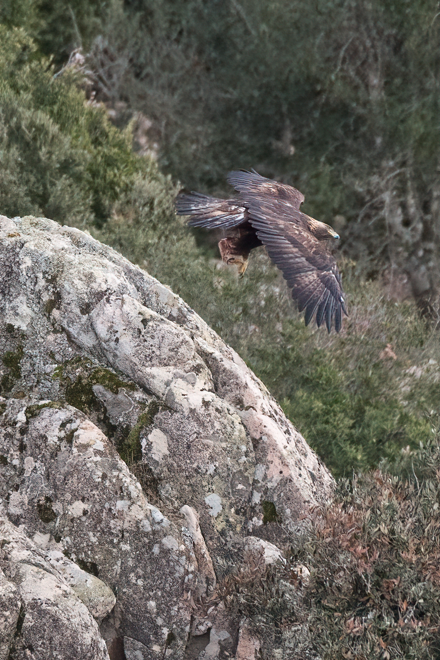 Golden eagle