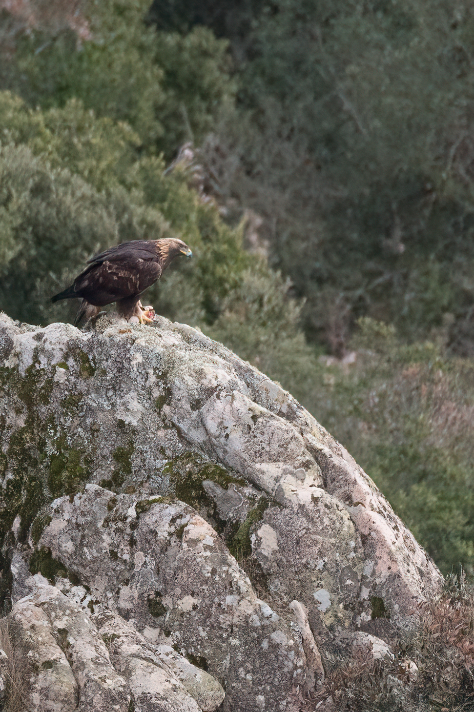 Golden eagle