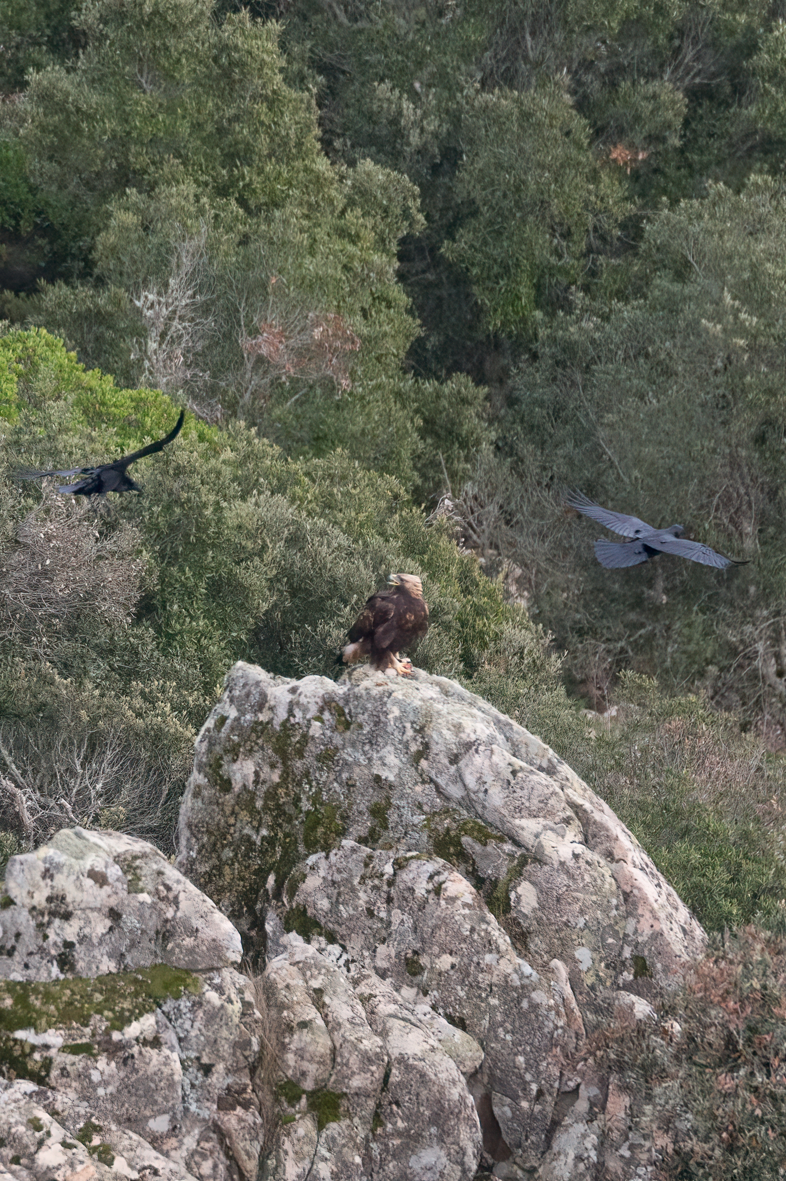 Golden Eagle vs Imperial Crow
