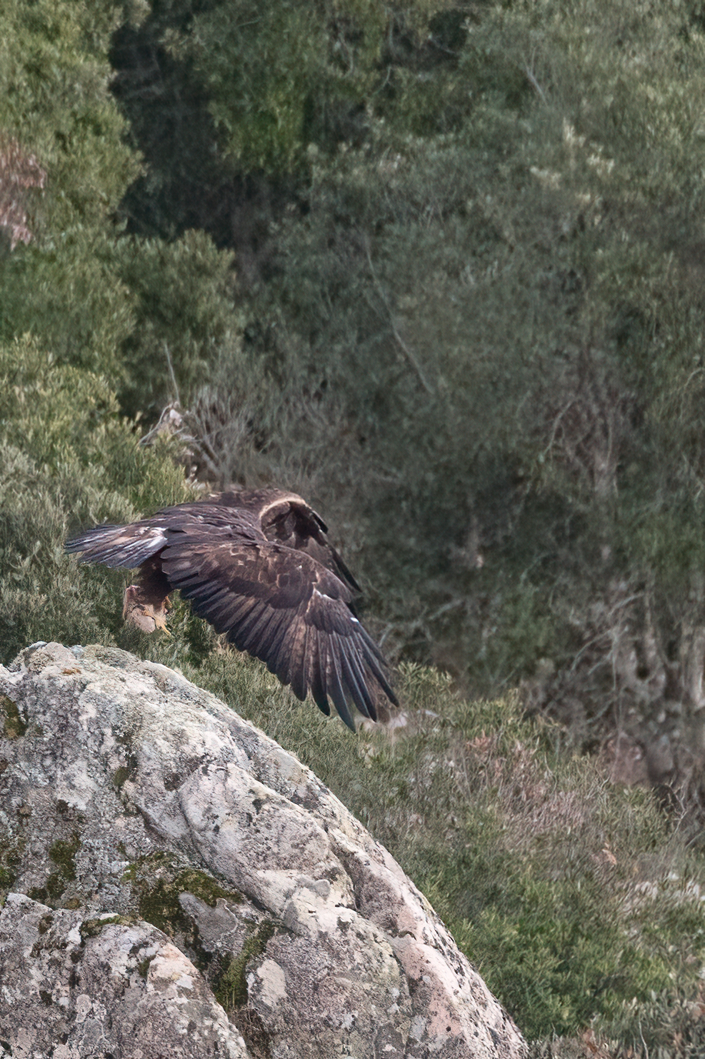 Golden eagle