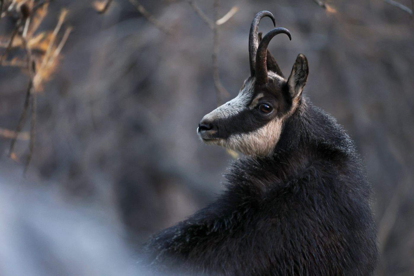 Chamois