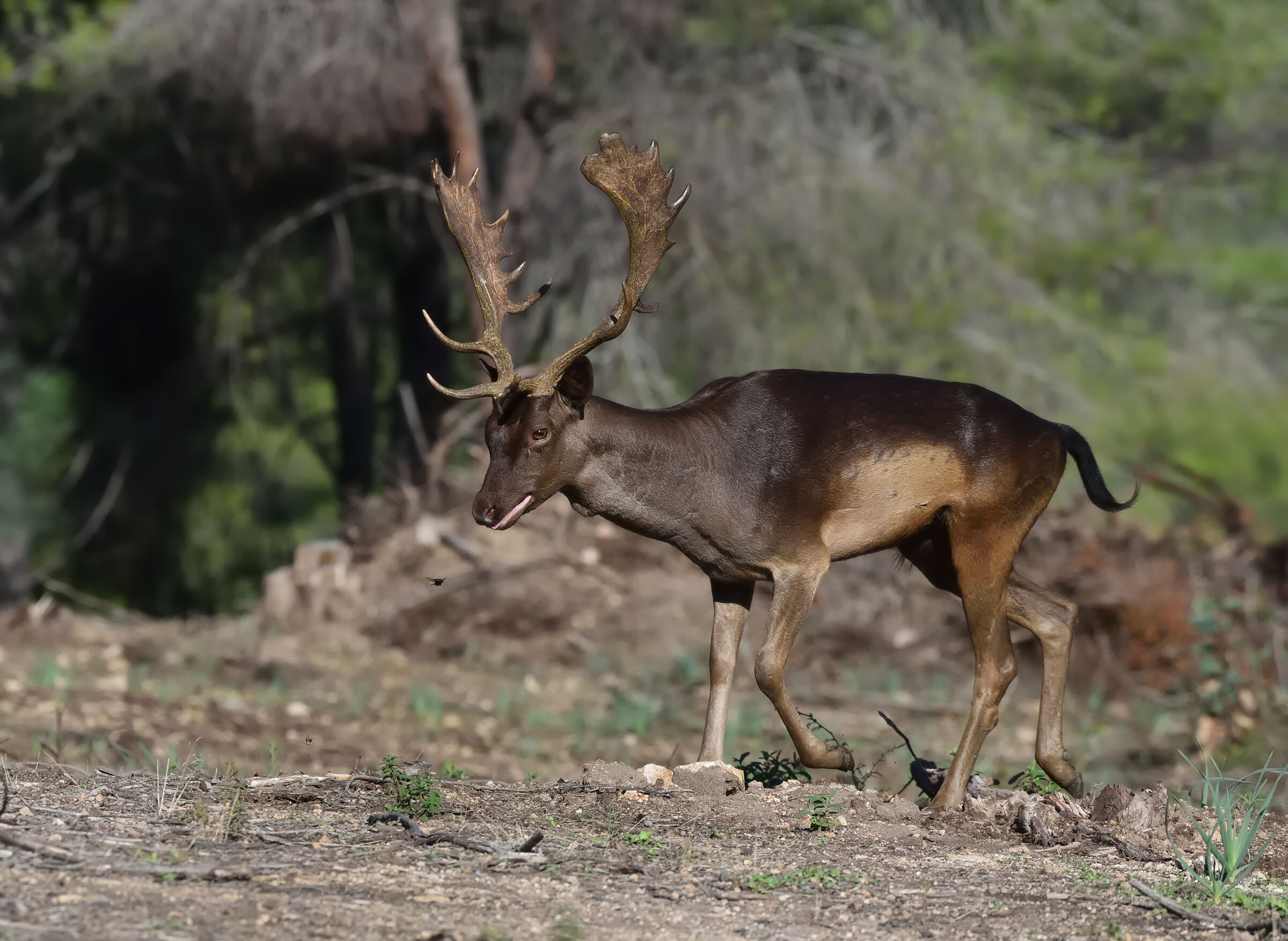 Fallow deer