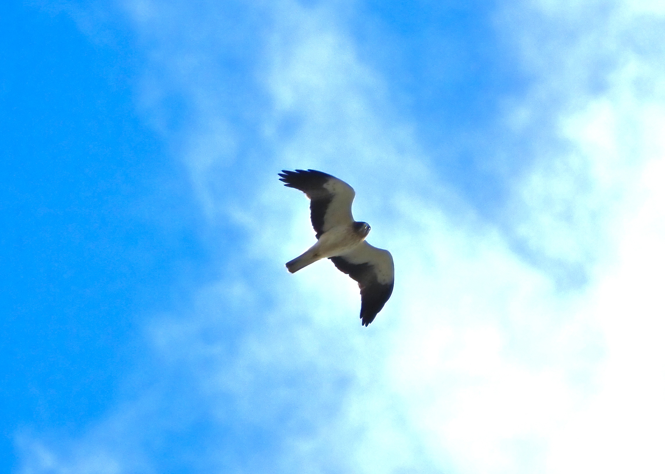Falcon