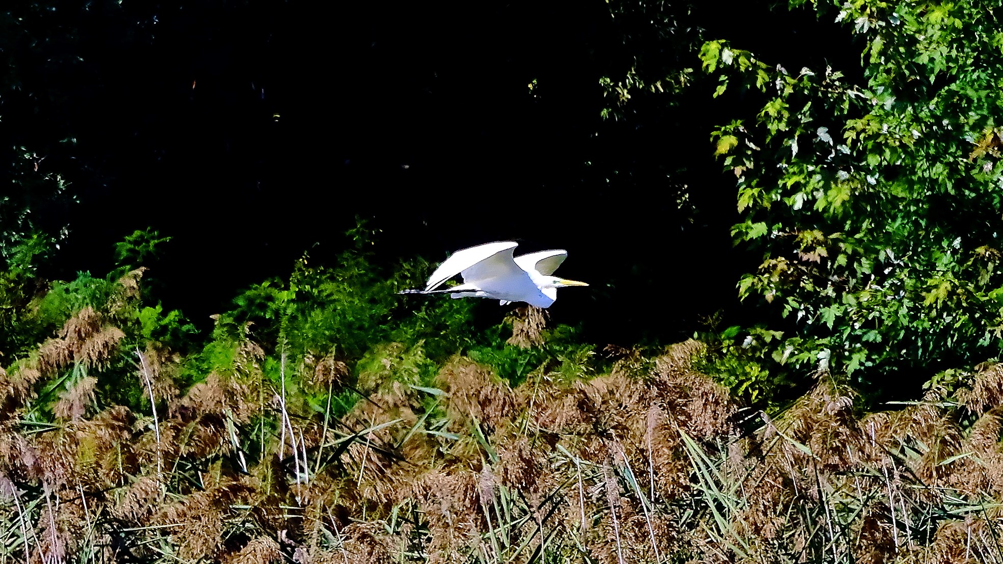 airone BM 15-09-2022