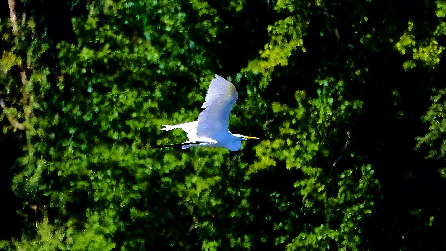 airone BM 15-09-2022