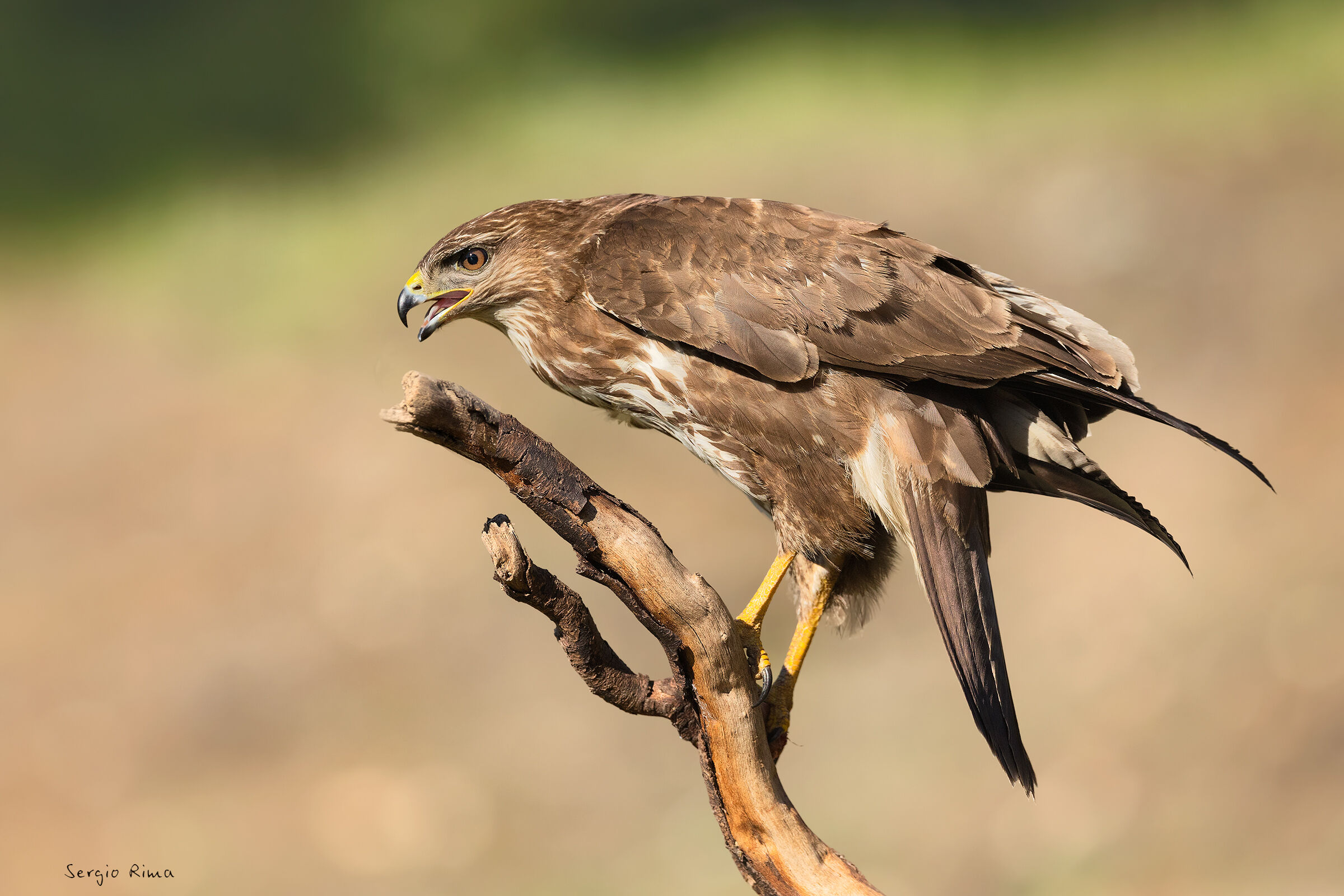 Buzzard