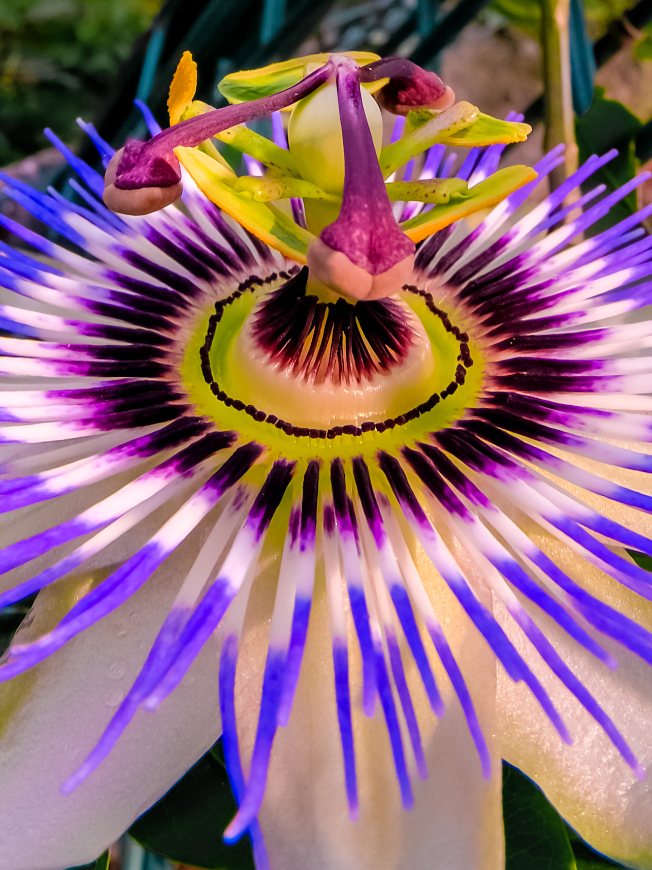 La giostra delle api