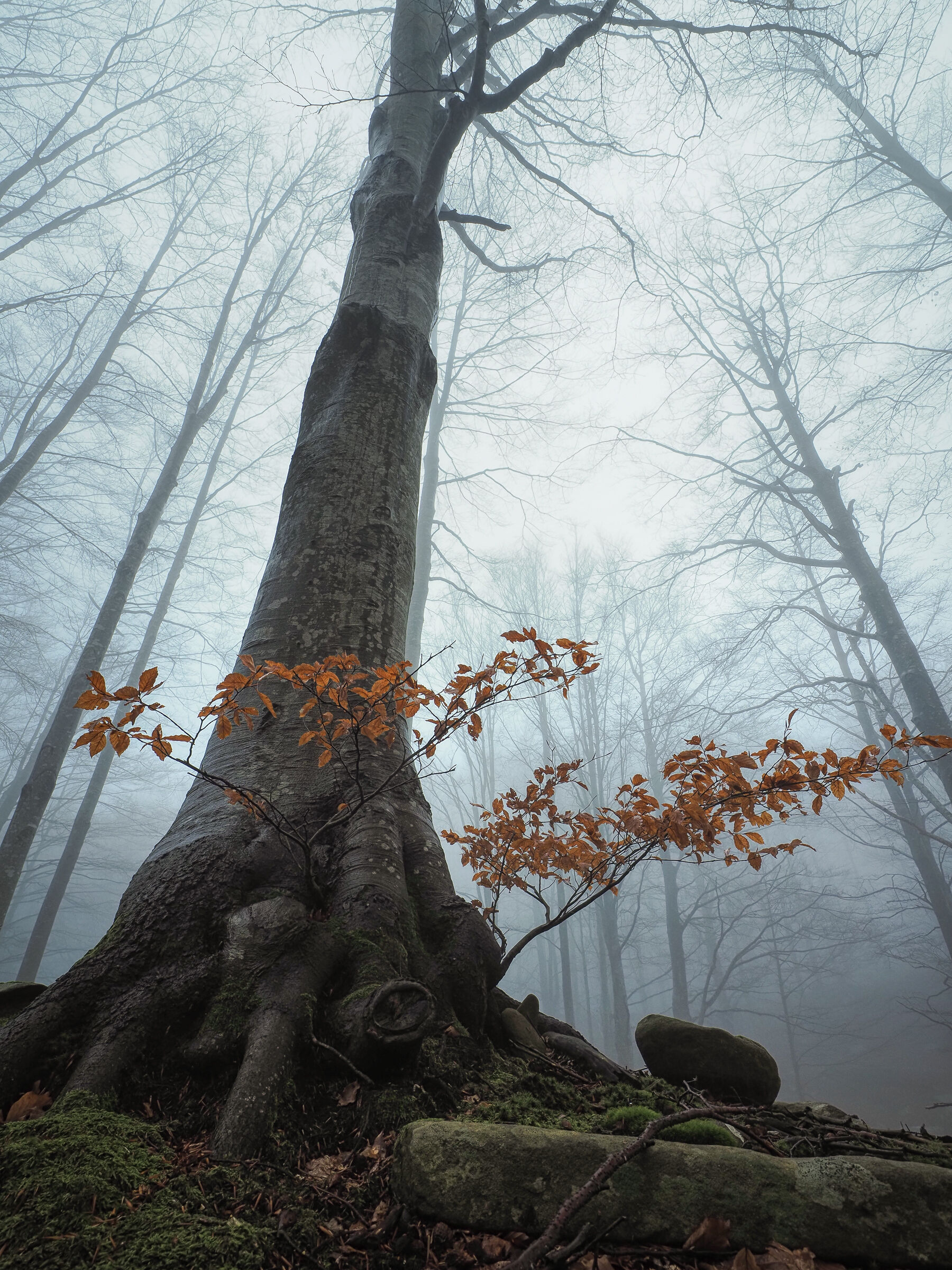 The fall of the leaves