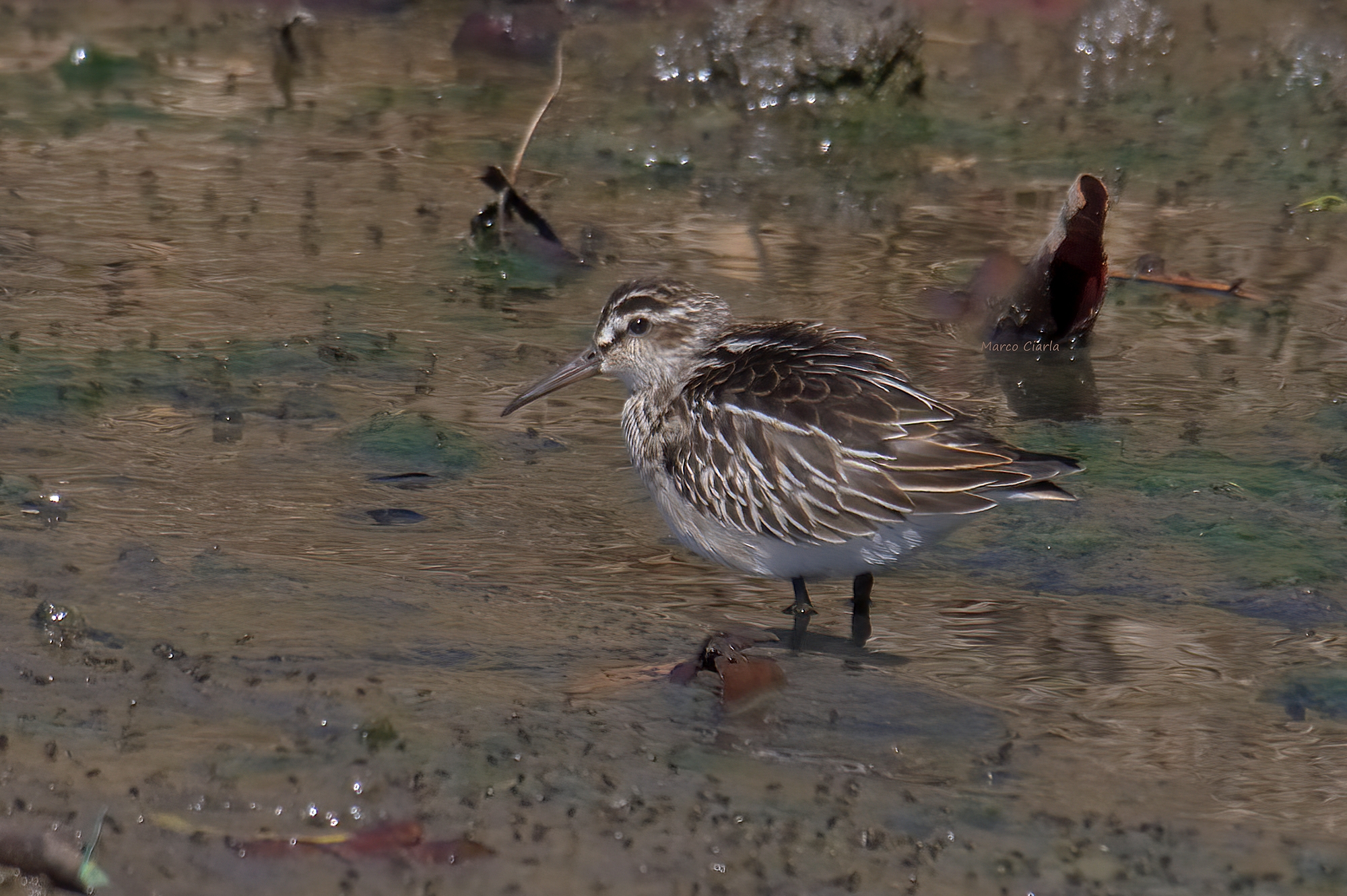 Whisk prawn (Calidris falcinellus)