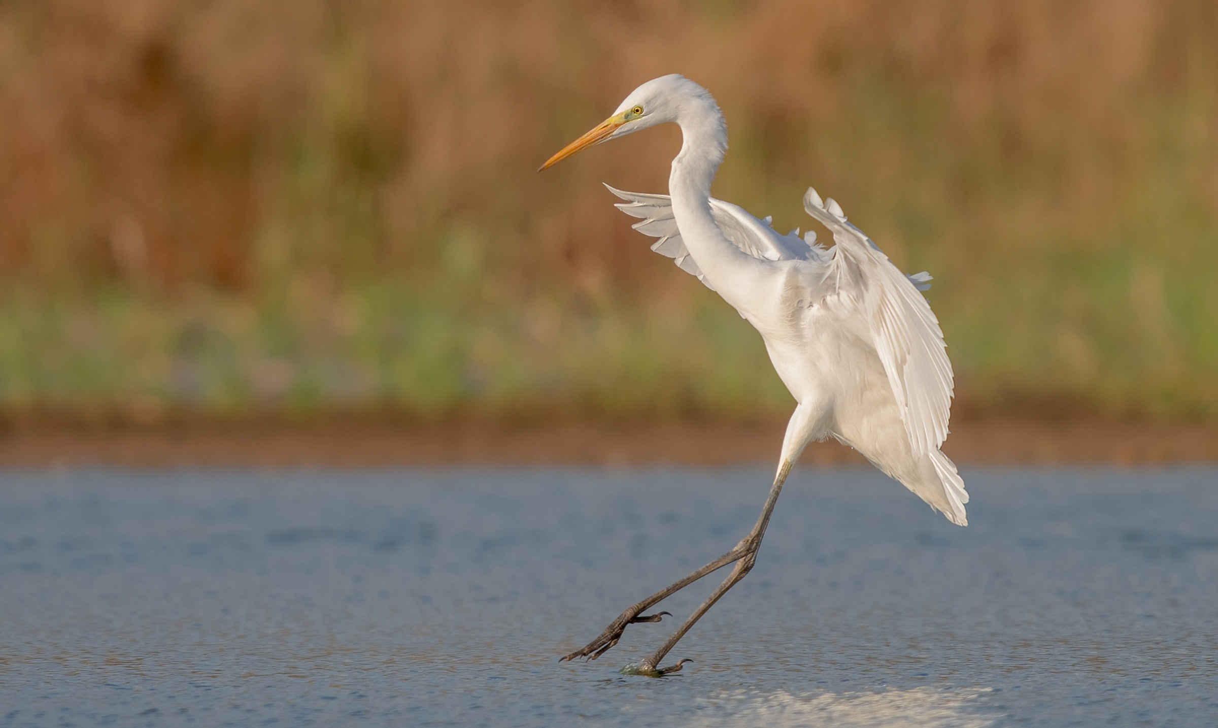 Great egret