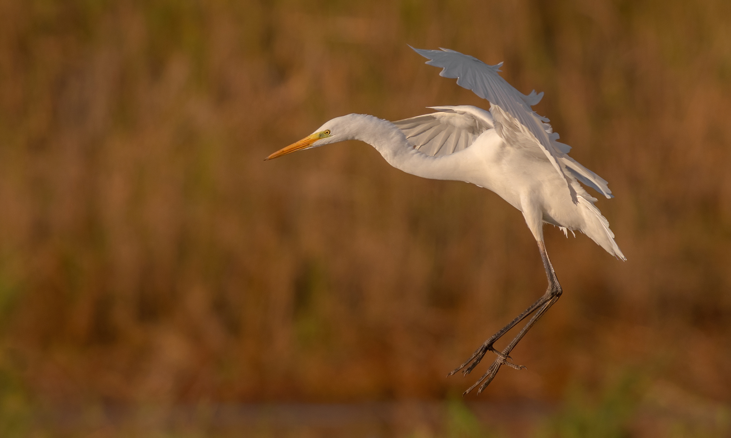 Airone bianco maggiore