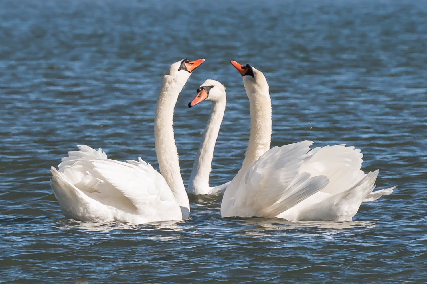 Swans