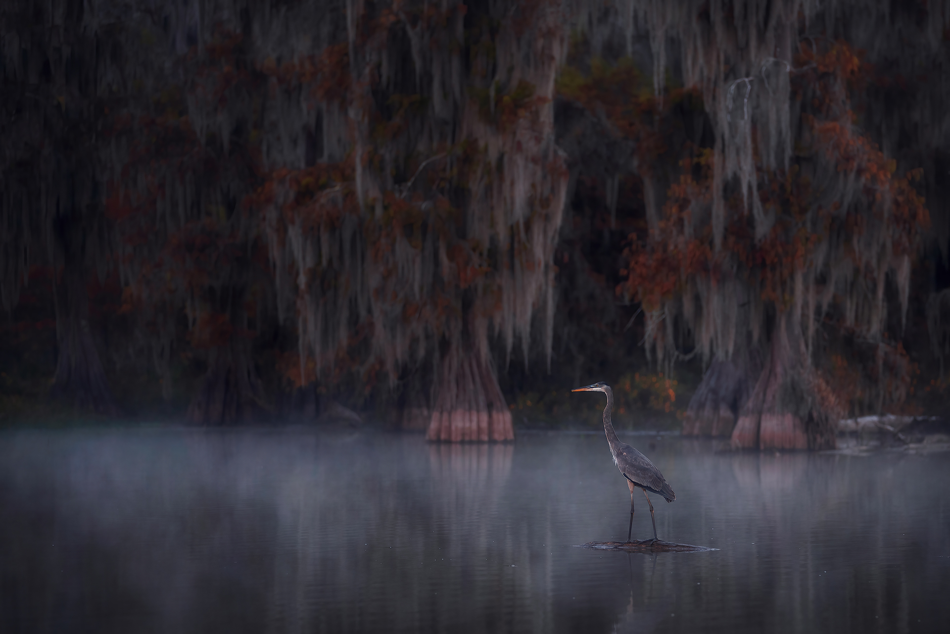Great Blue Heron