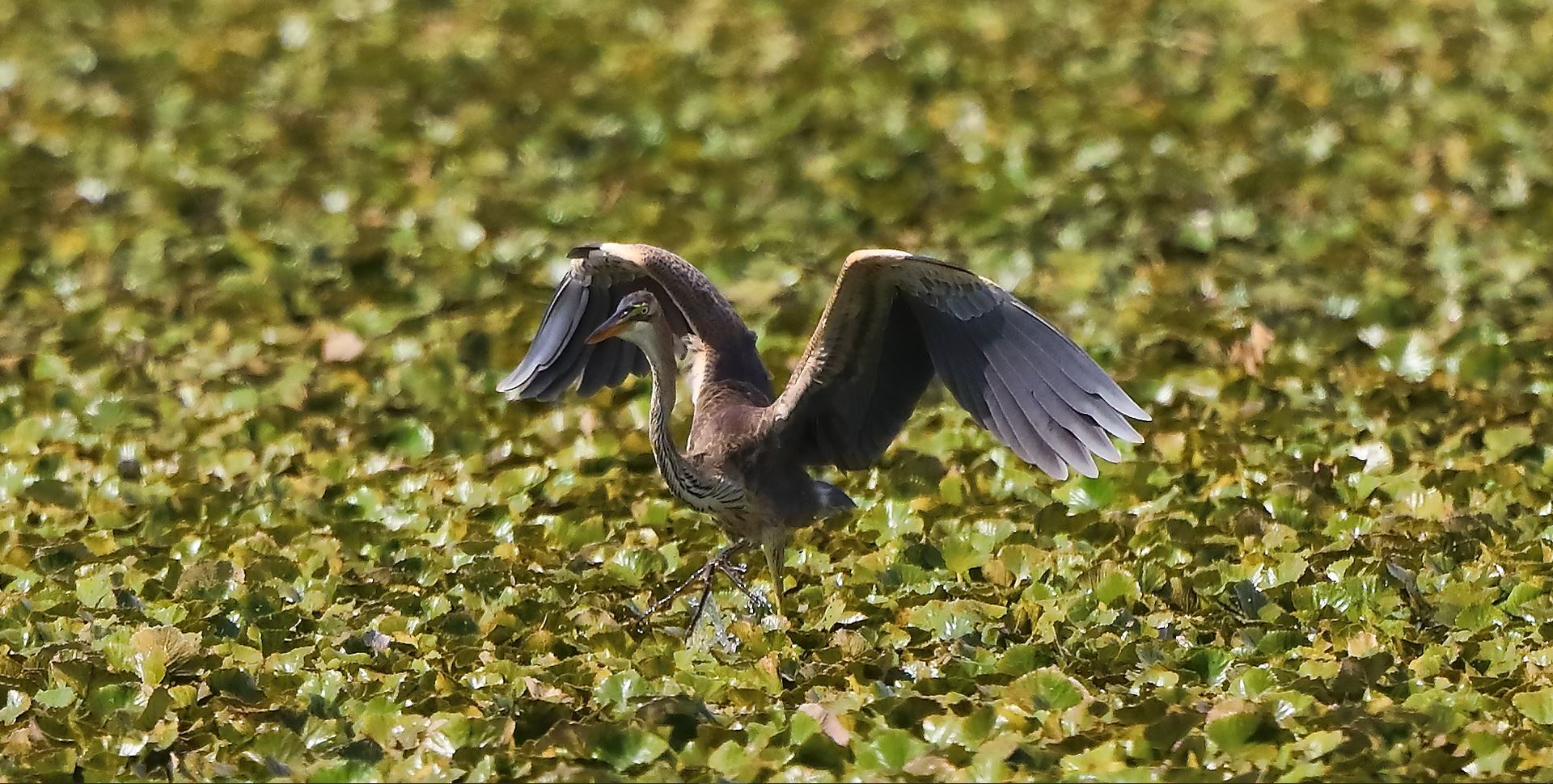 Airone rosso 27-08-2022