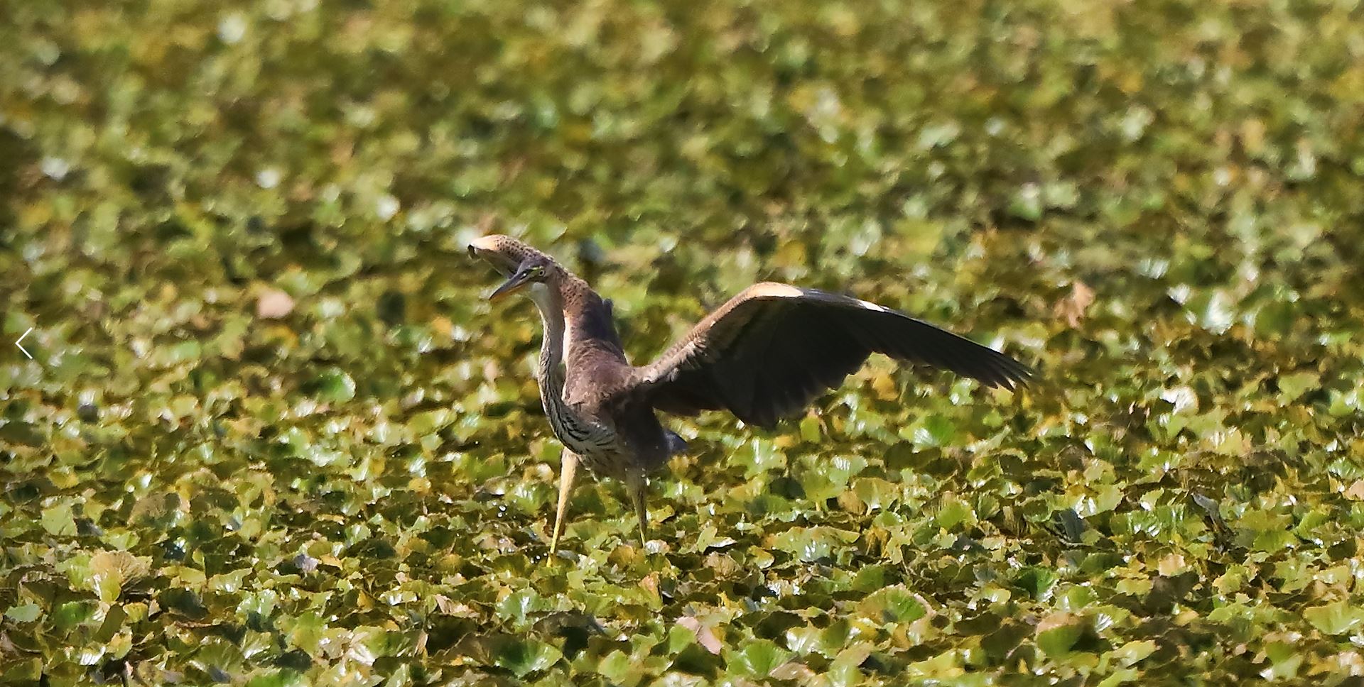 Airone rosso 27-08-2022