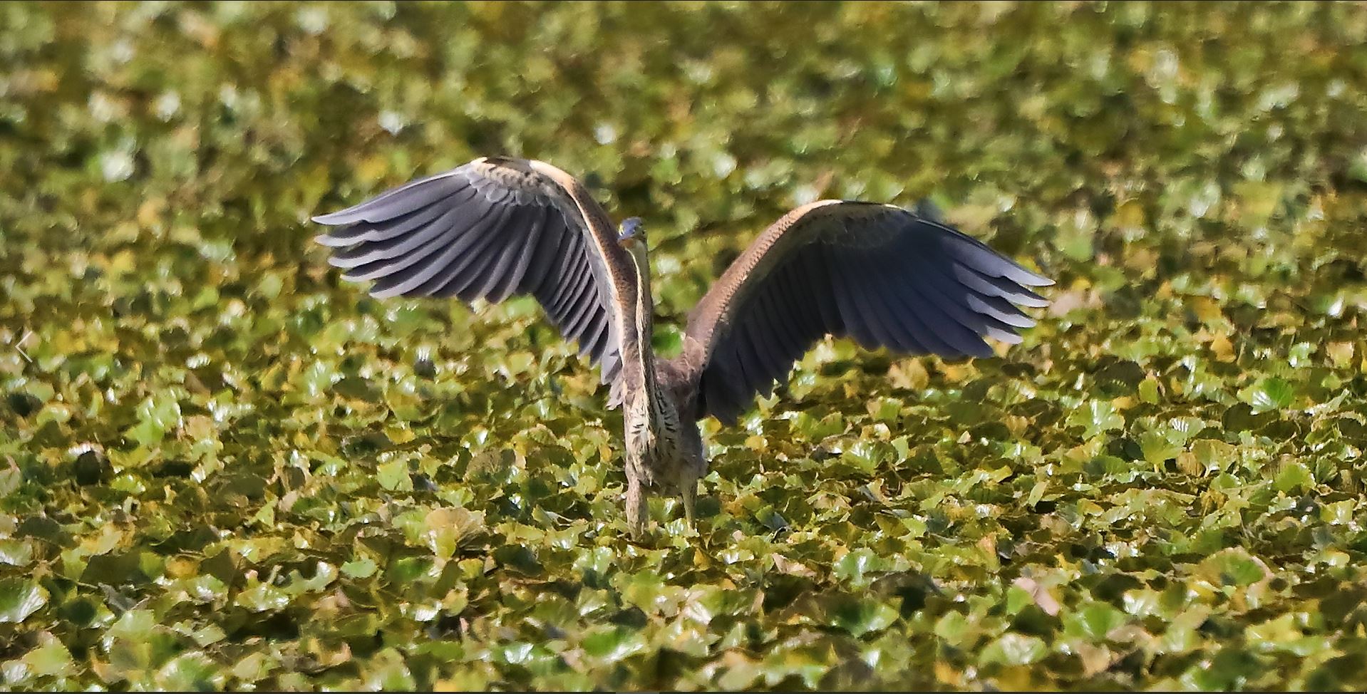 Airone rosso 27-08-2022