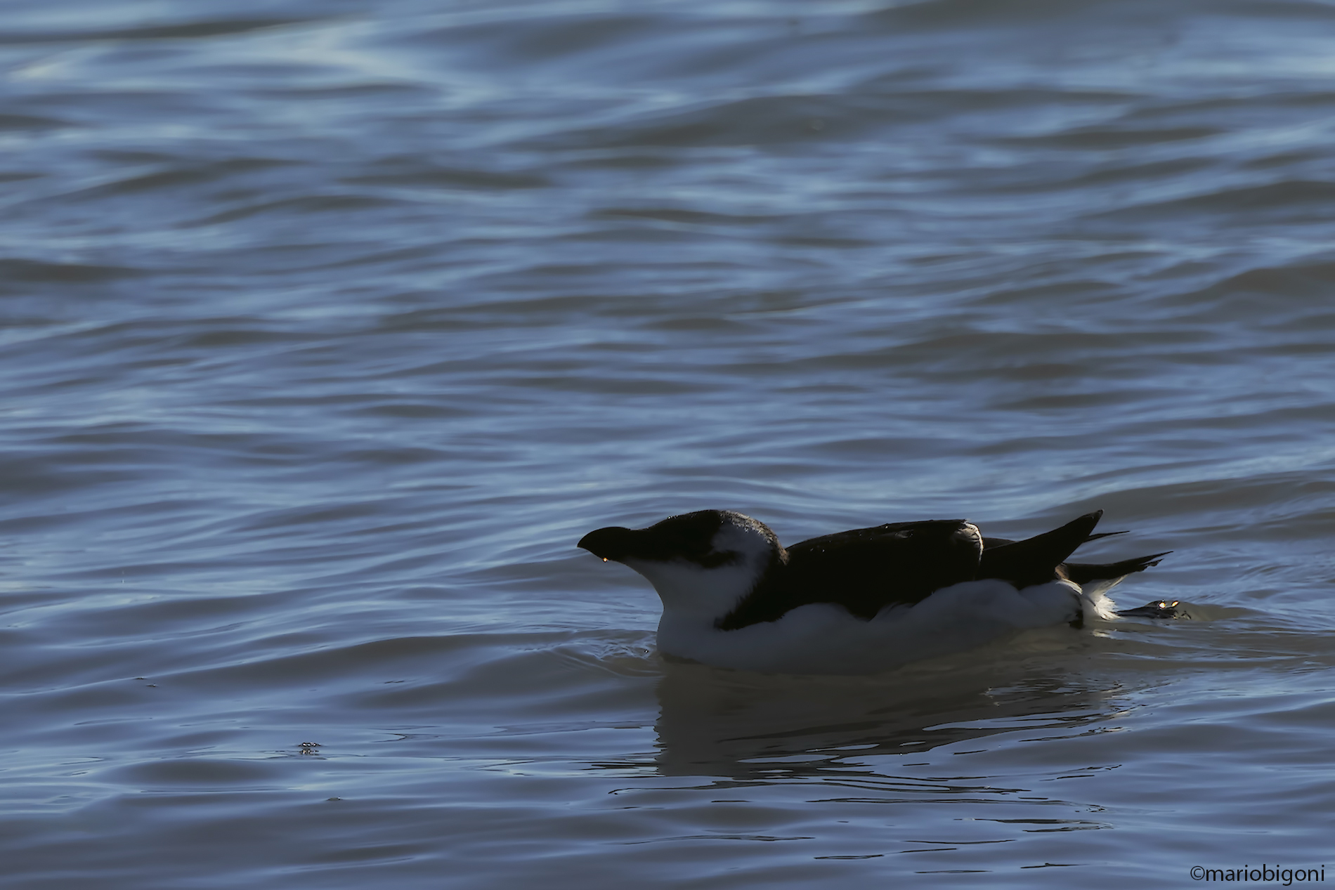 Razorbill