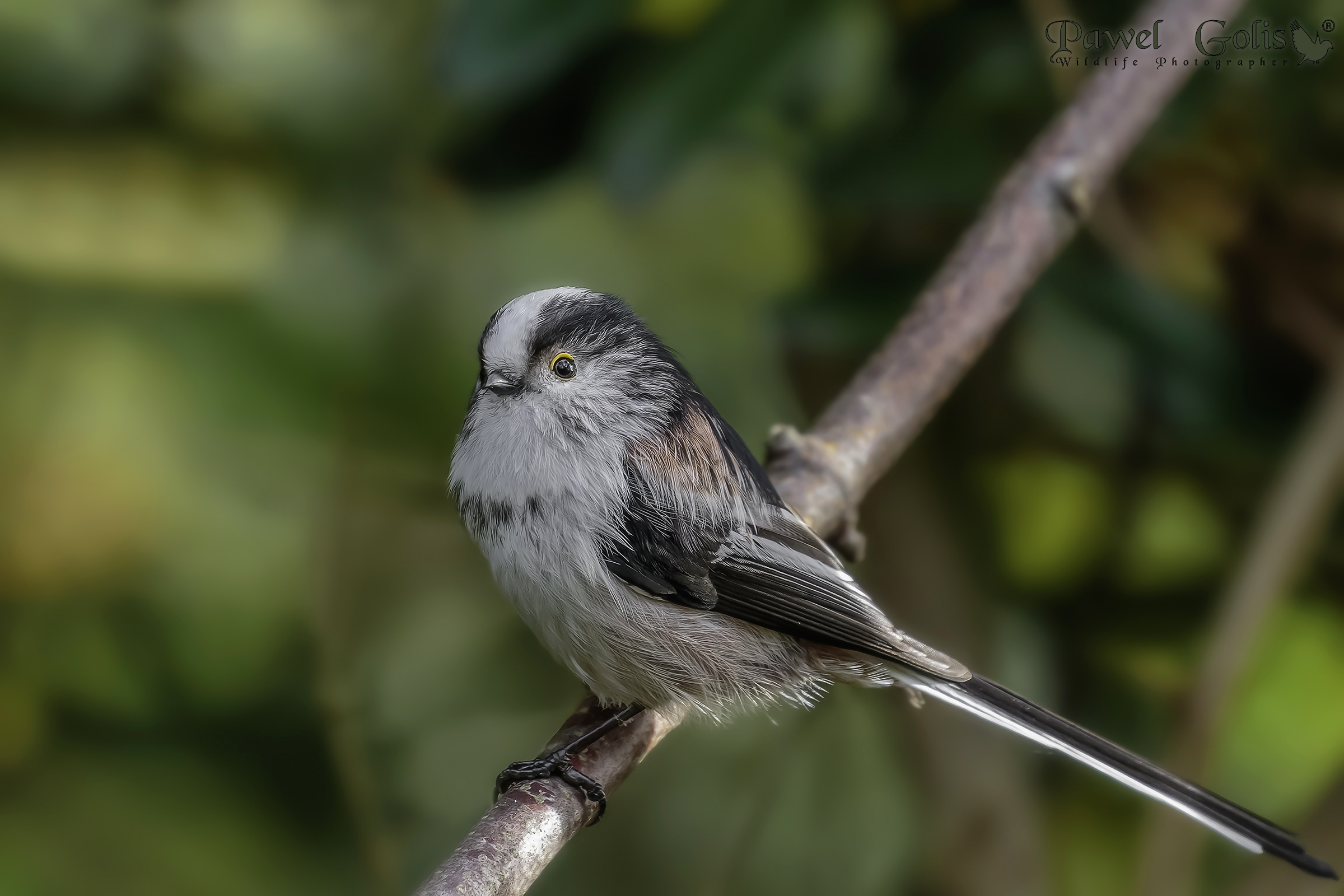 Cinciallegra dalla coda lunga (Aegithalos caudatus)