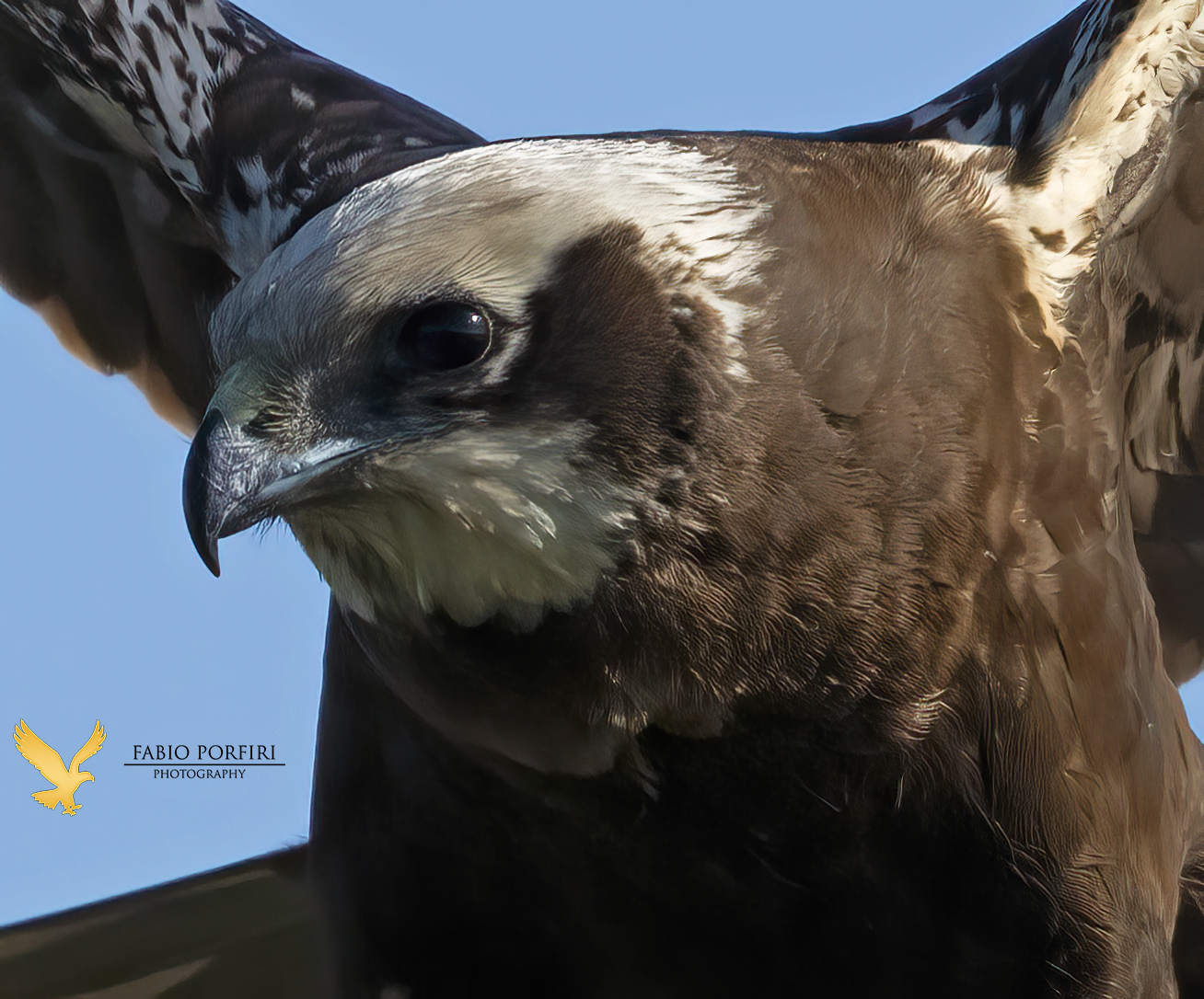 quasi un .. frontale