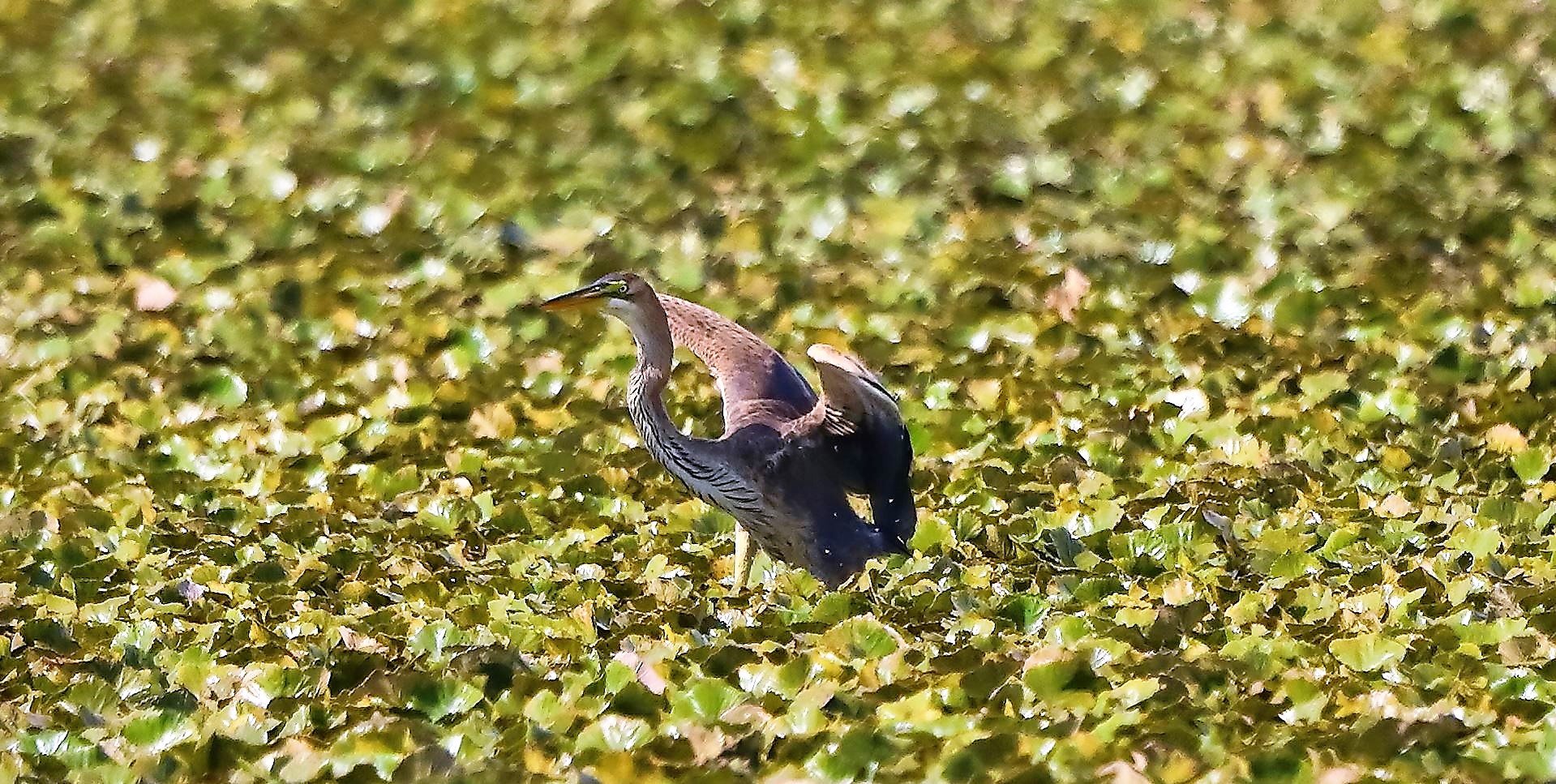 Airone rosso 27-08-2022