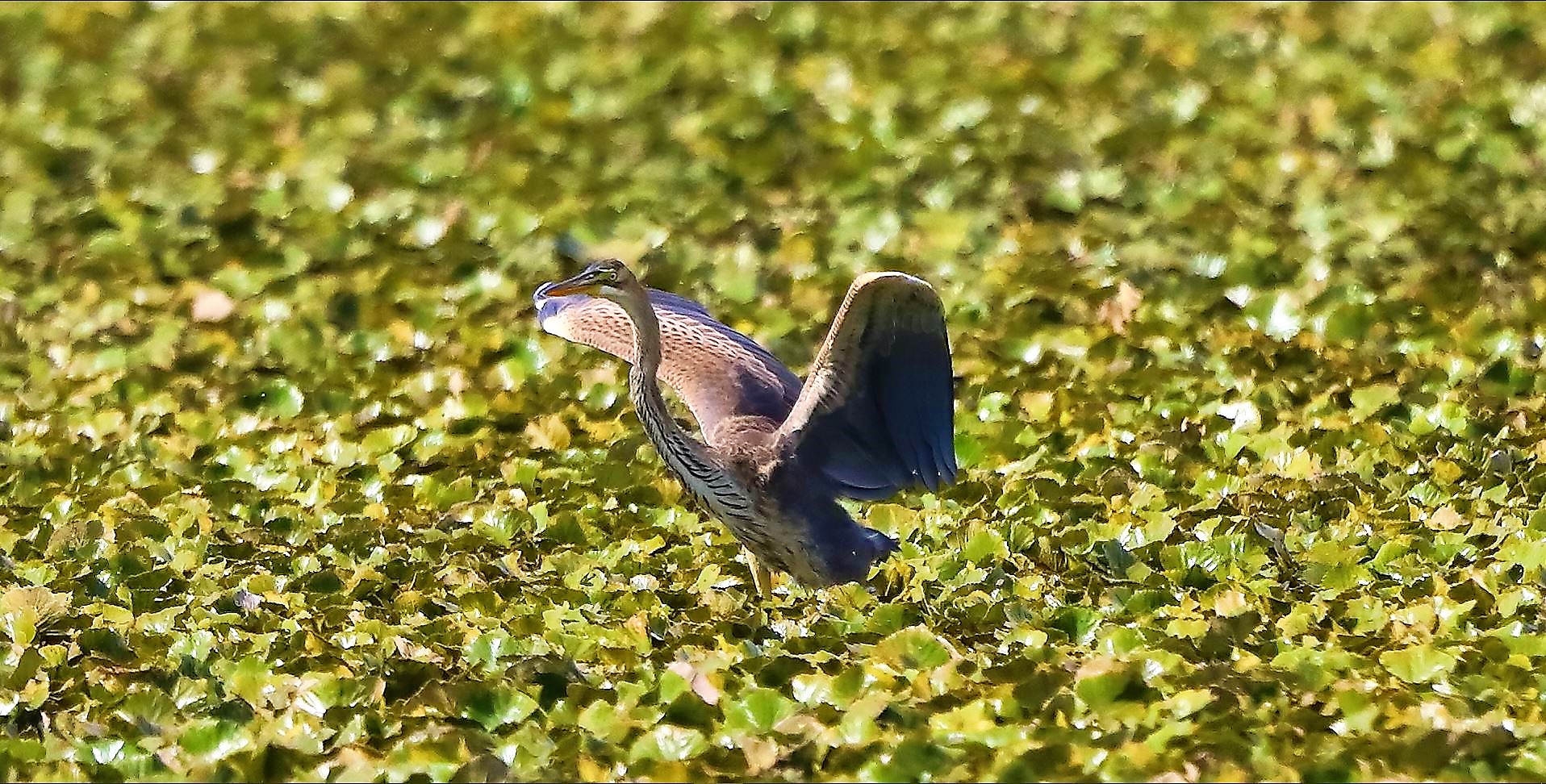 Airone rosso 27-08-2022