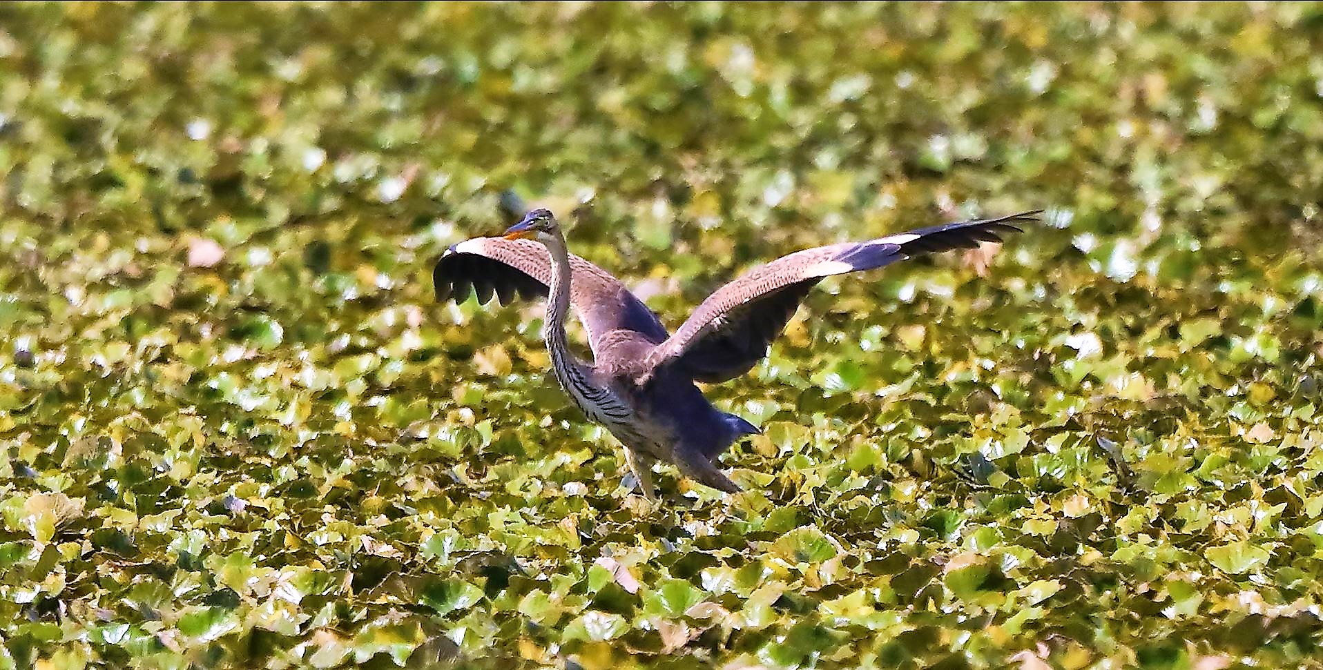 Airone rosso 27-08-2022