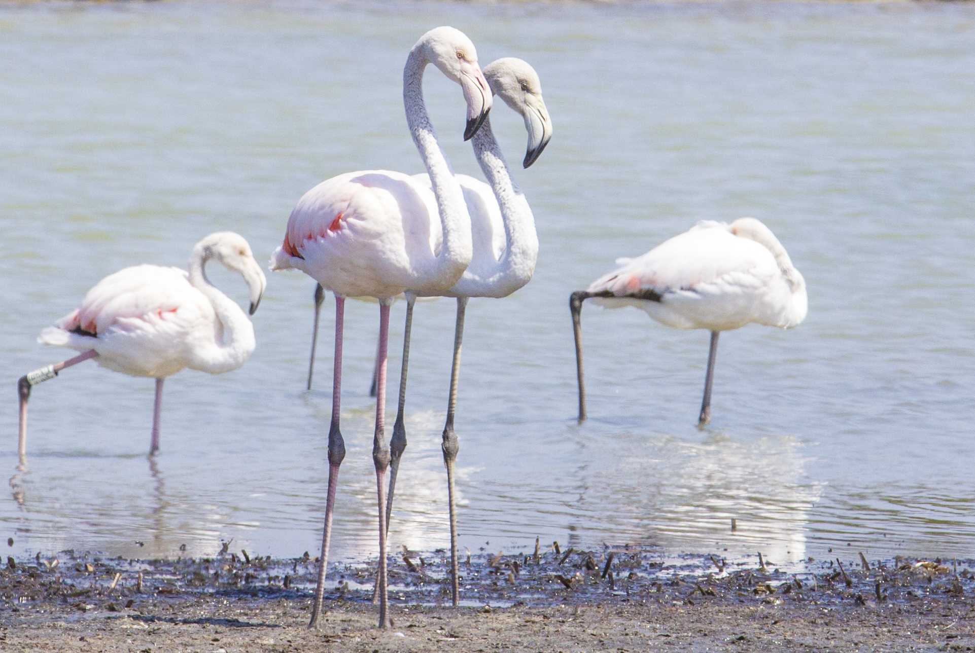 flamingos in saline monks