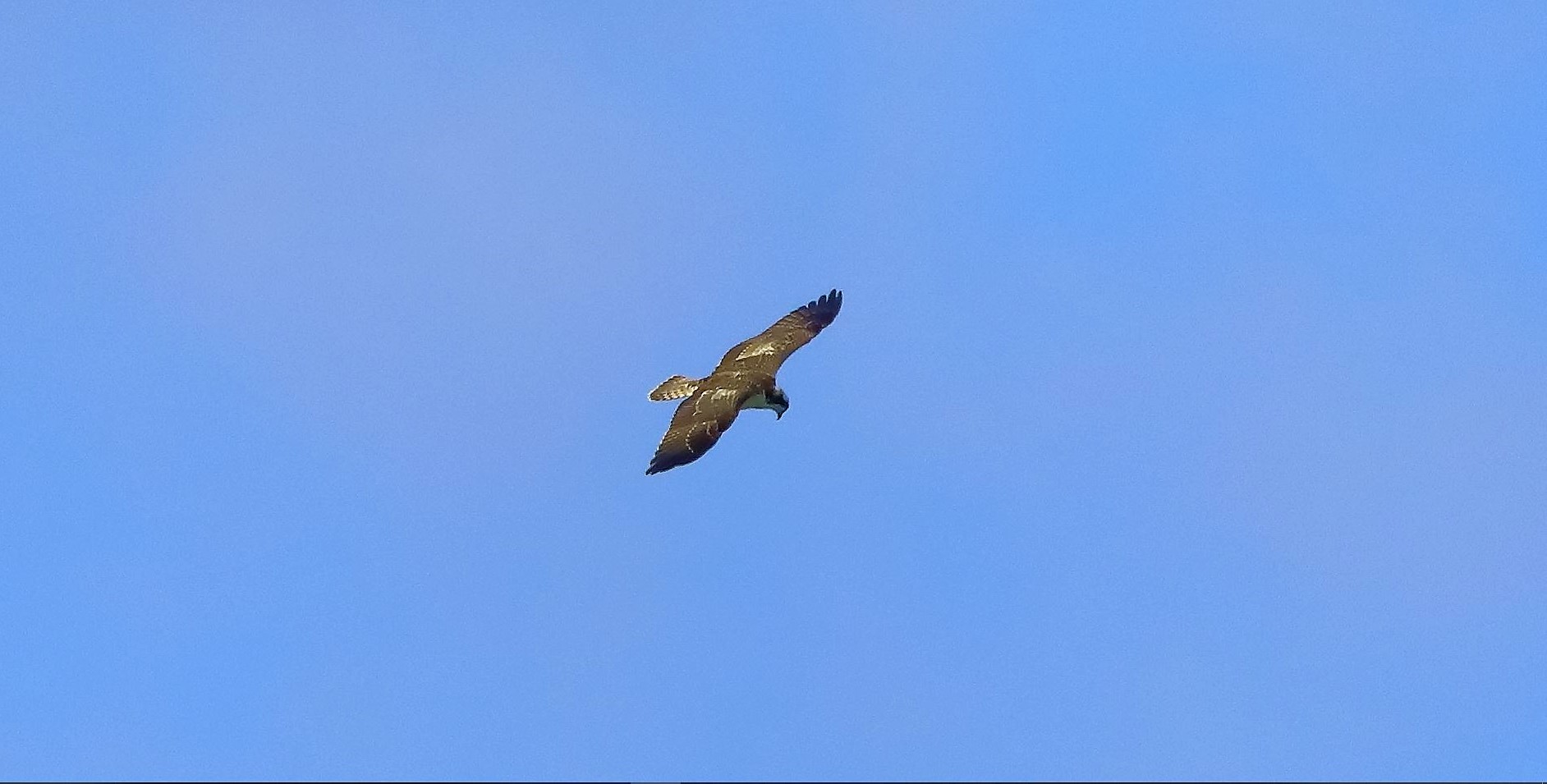 Falco pescatore 02-09-2022