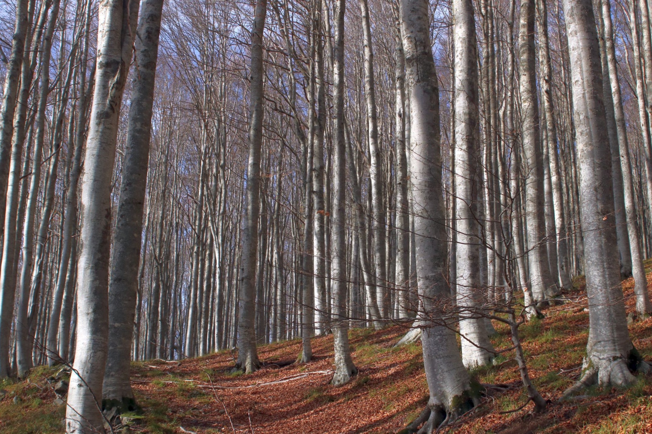 Il bosco