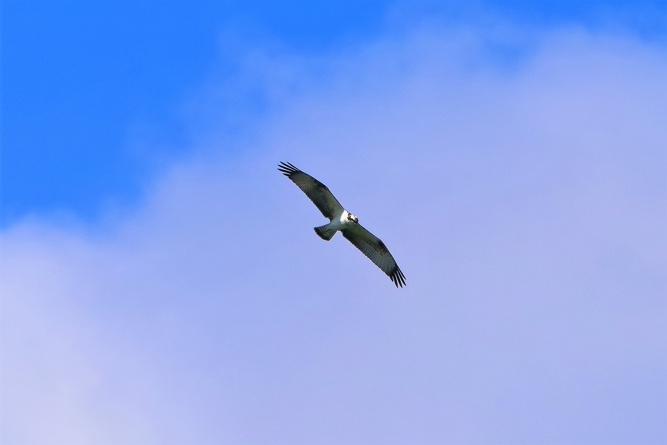 Falco pescatore settembre 2022