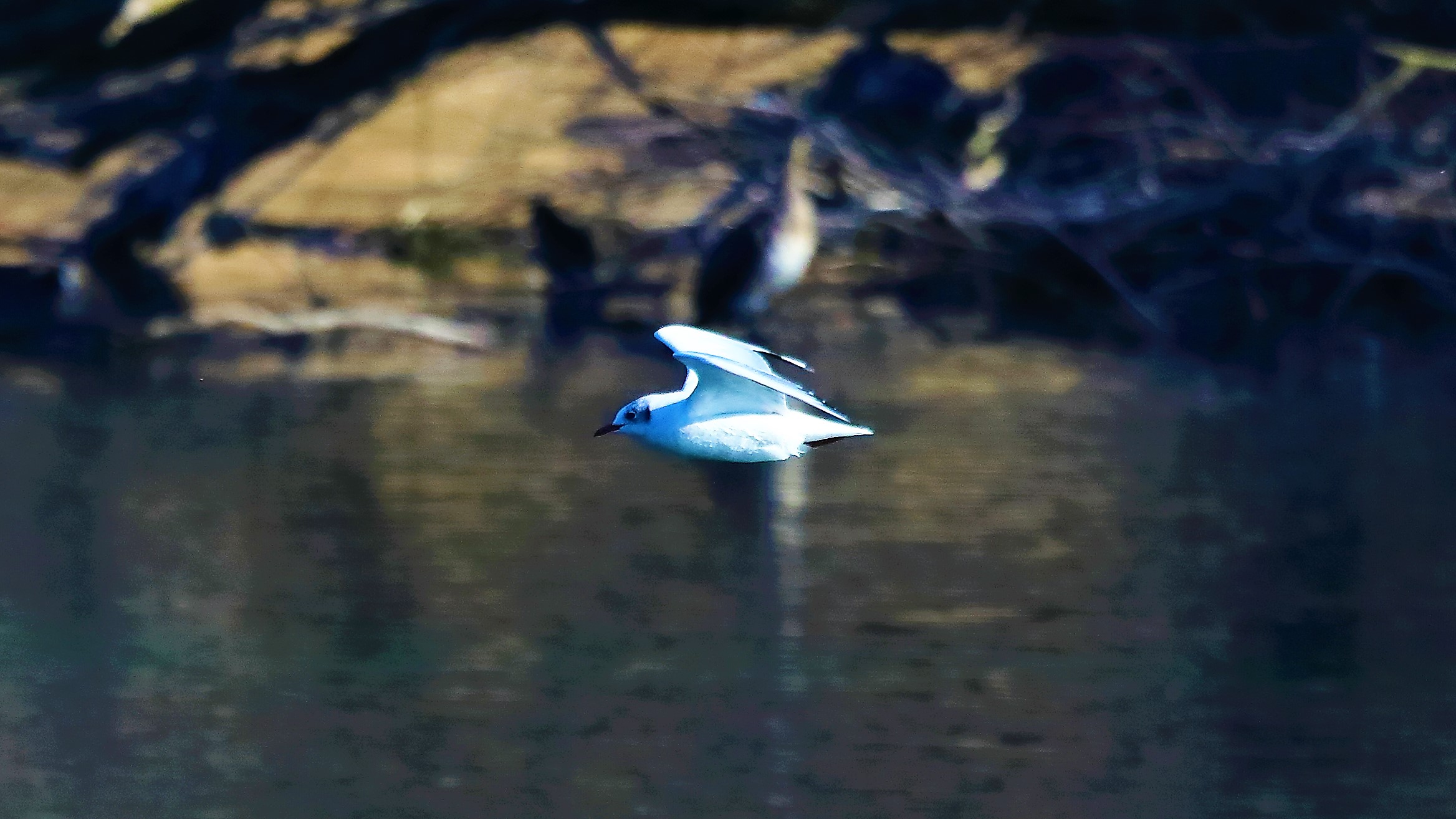 Gabbiano 08 feb 2022 --015--