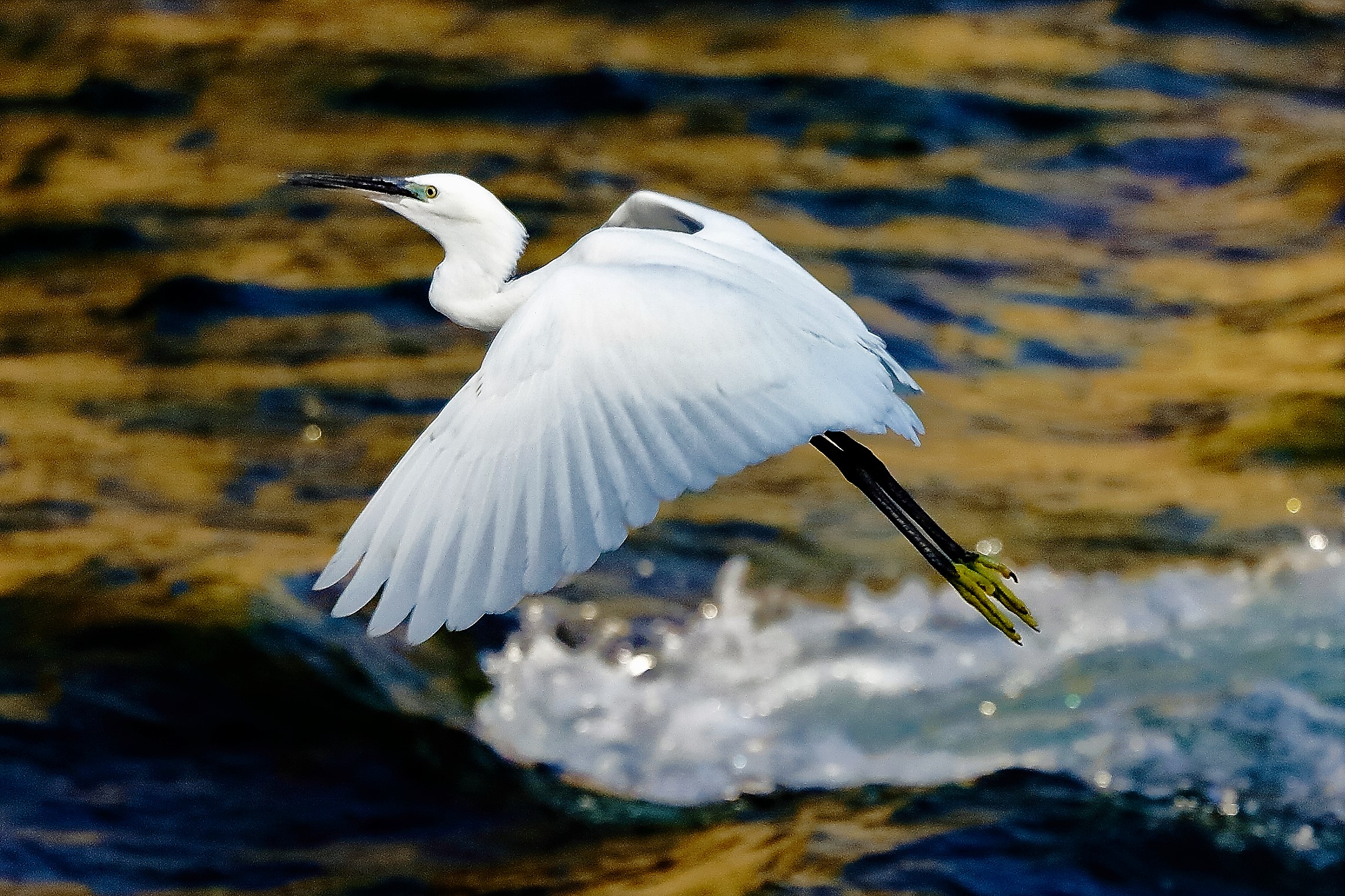 Garzetta 19 ottobre 2022