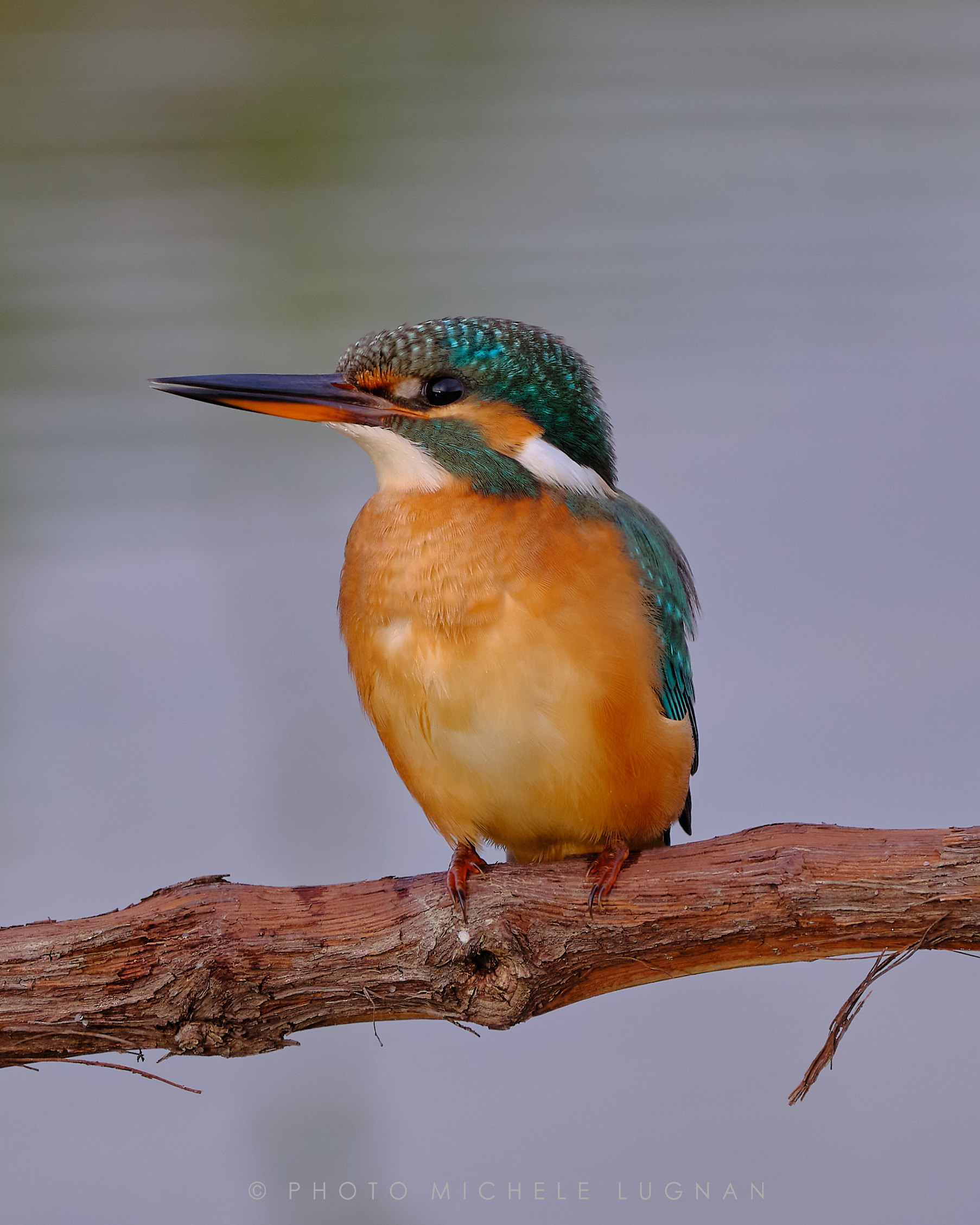 Alcedo atthis (Martin pescatore comune)