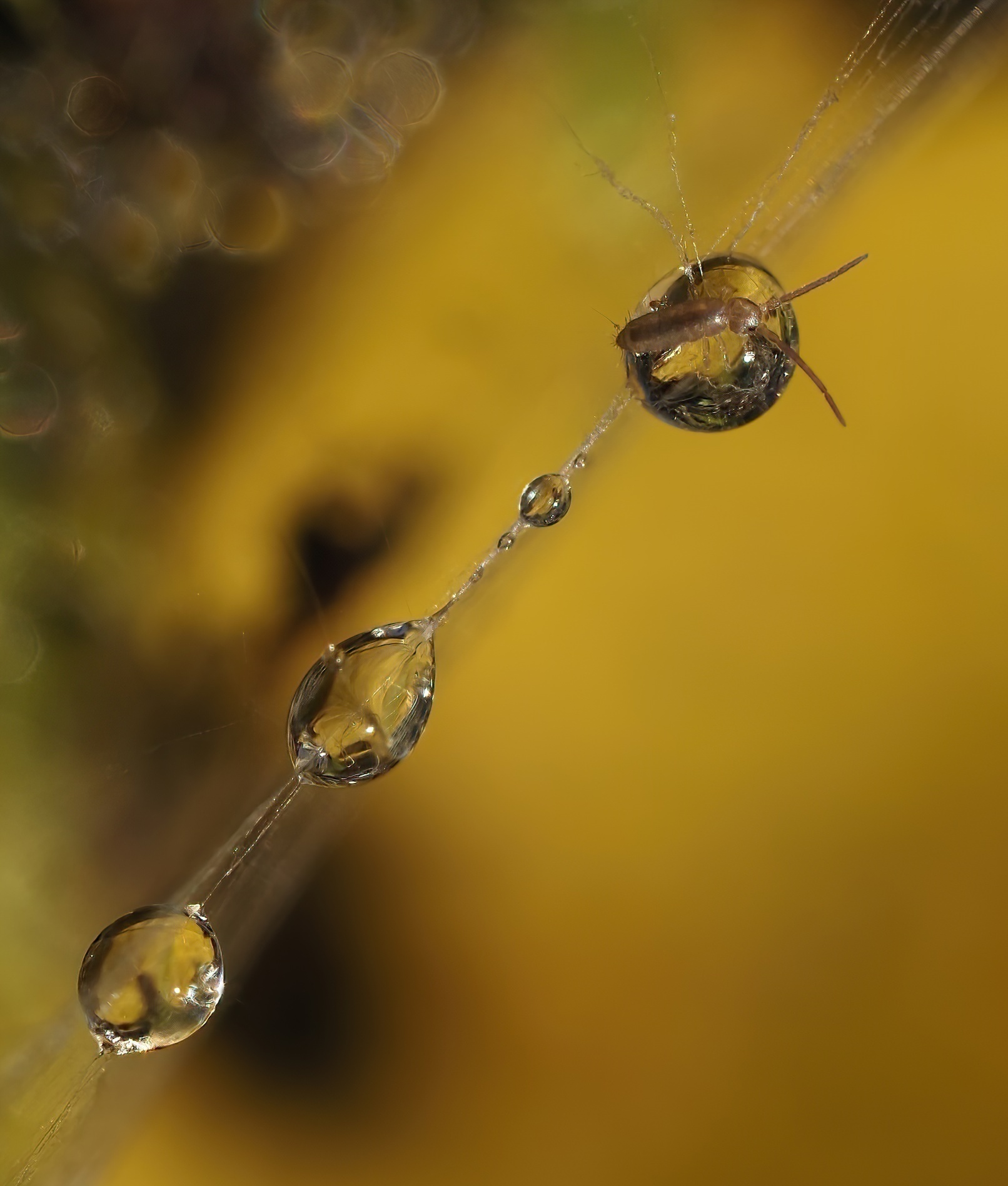 Amber drops with insect