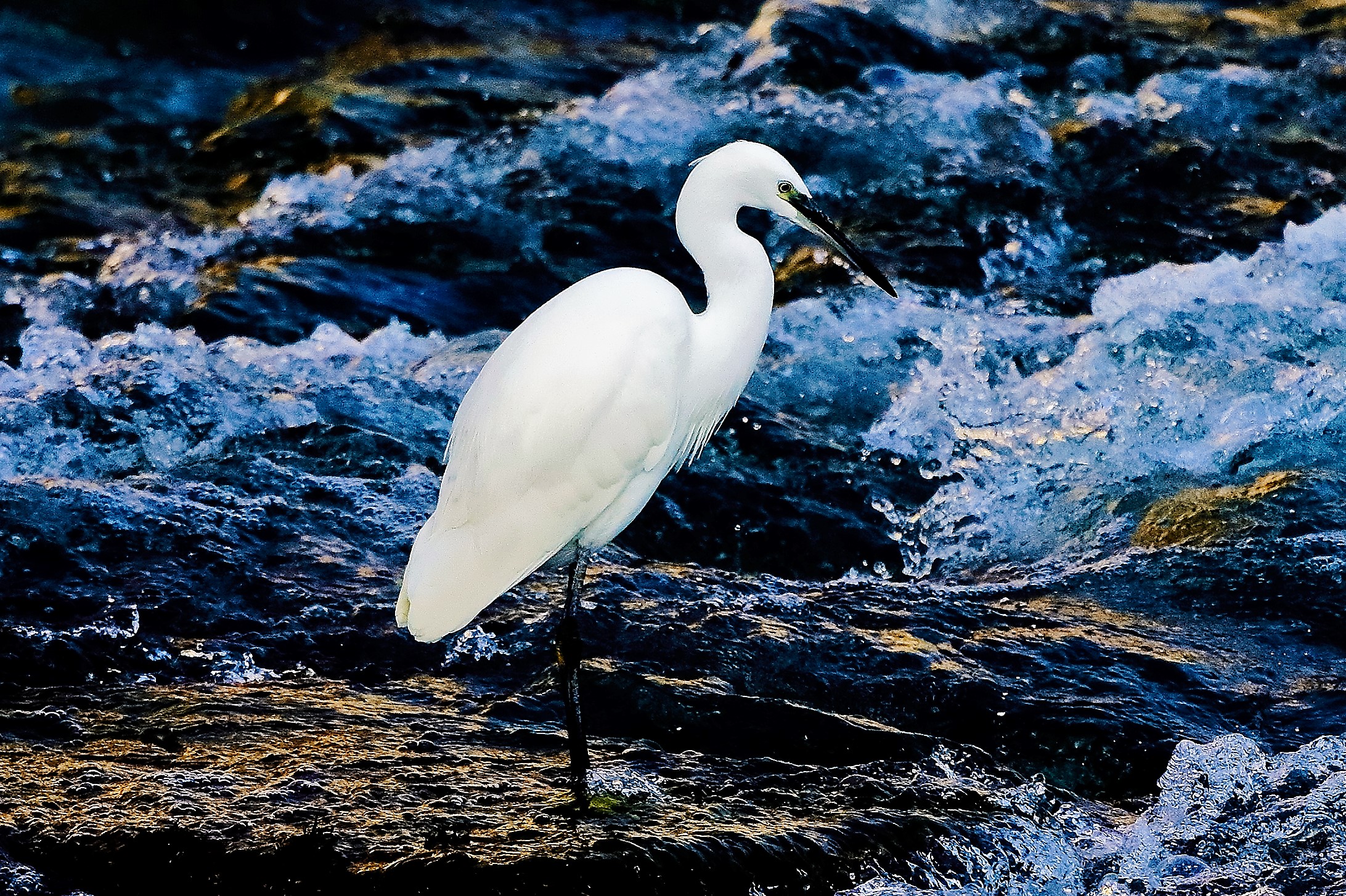 garzetta 19 ottobre 2022