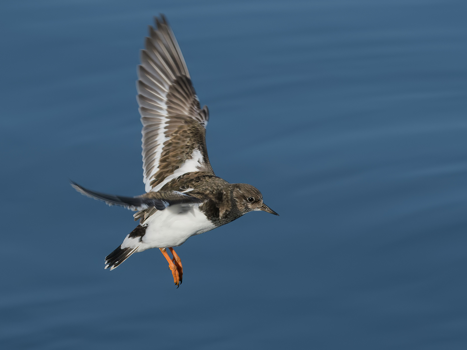 Voltapietre in arrivo.