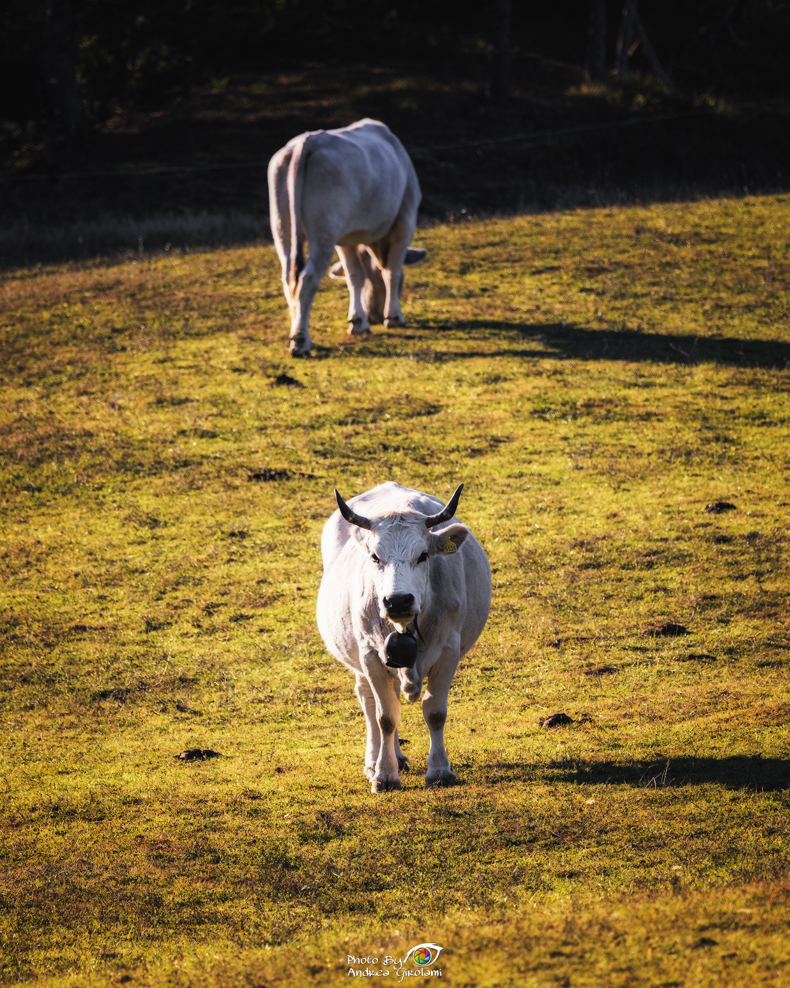 Grazing cows