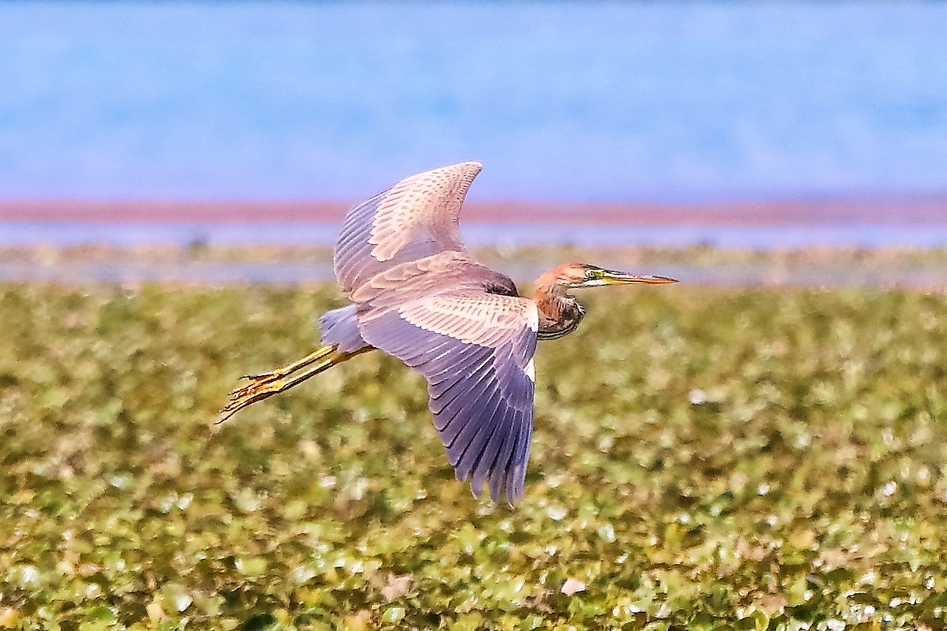 airone rosso agosto 2022