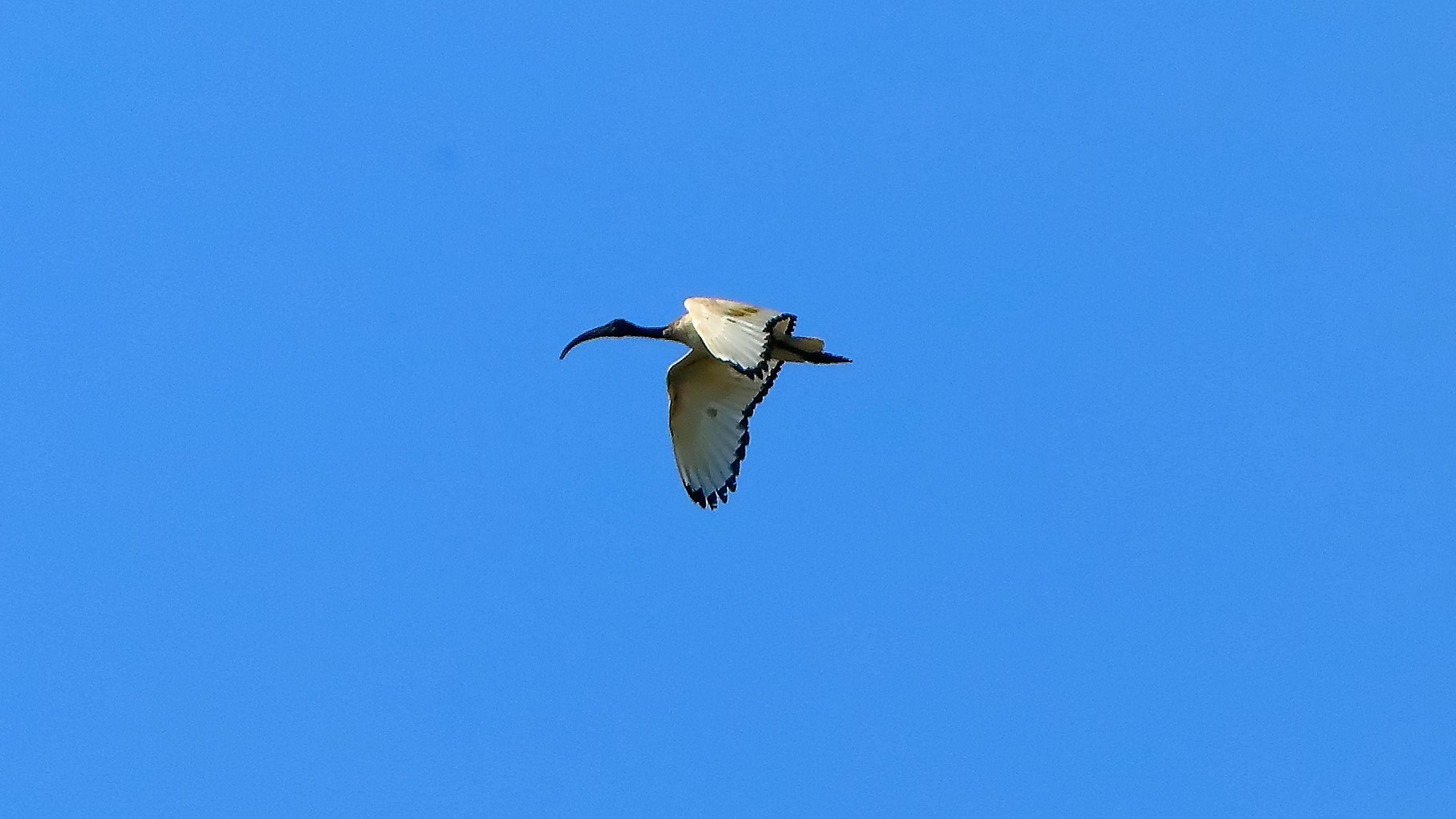 Ibis sacro 12-09-2022