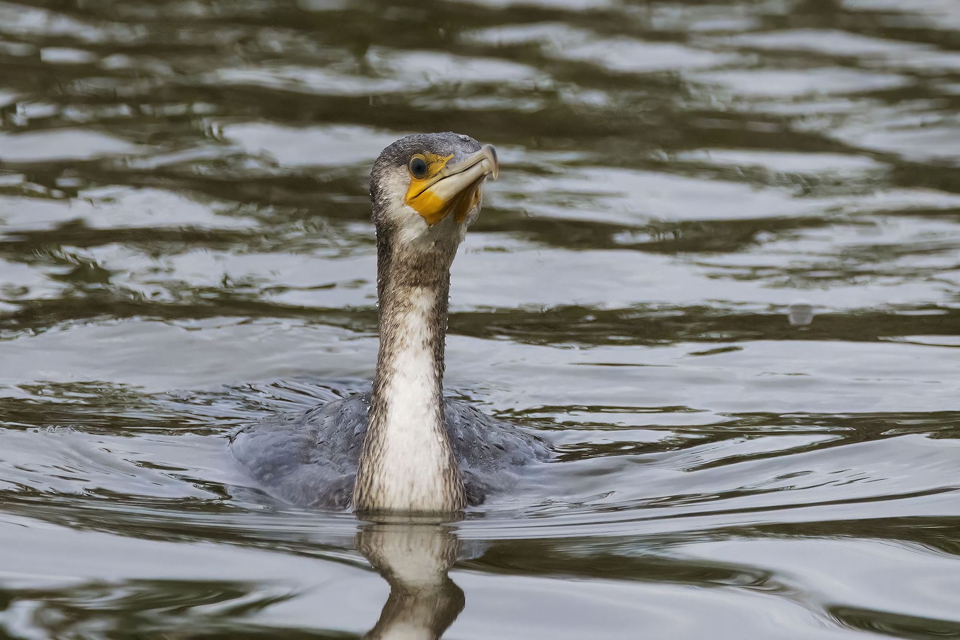 Young cormorant